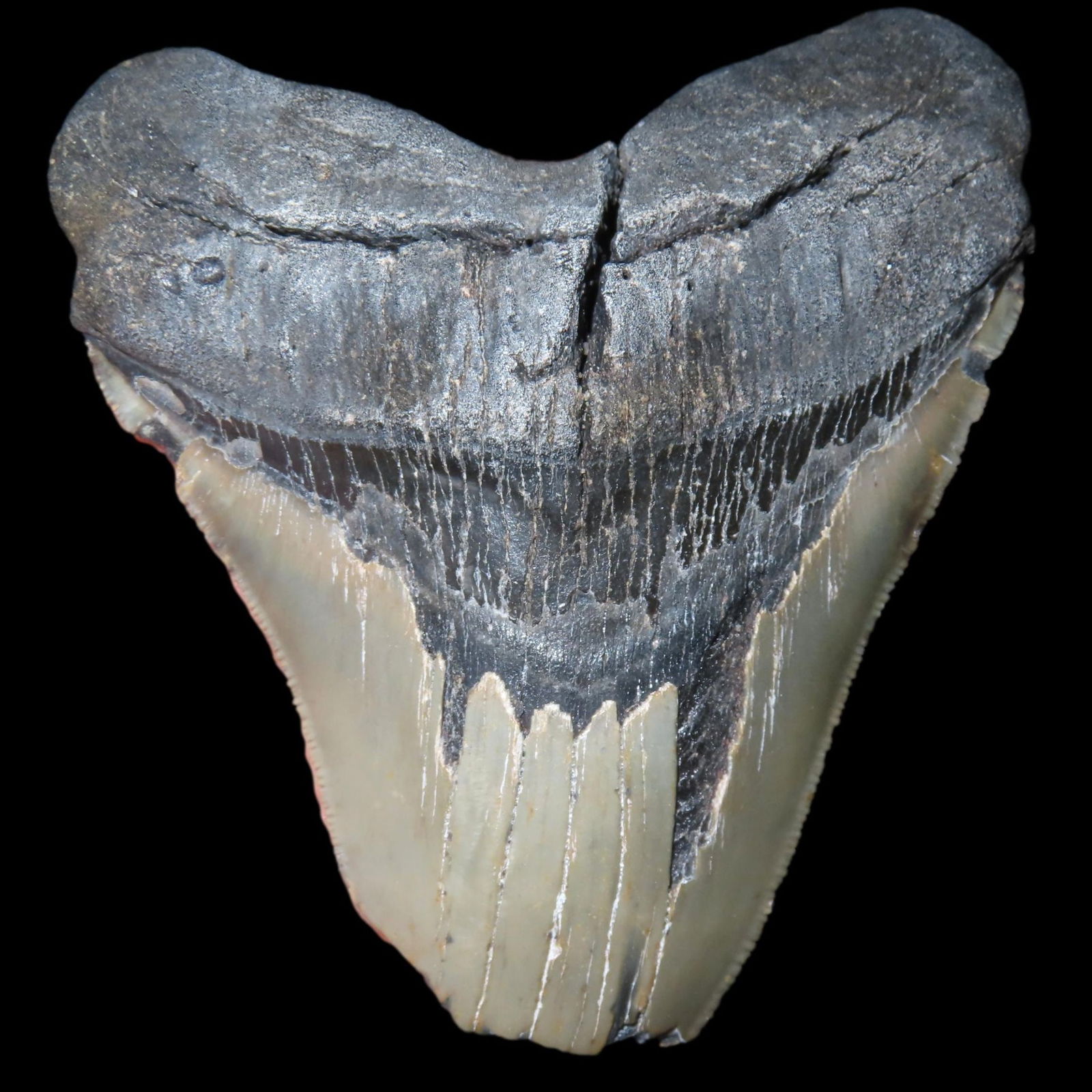 HUGE 4 1/2" MEGALODON SHARK TOOTH, 23-2.5 MILLION YEAR OLD FOSSIL FOUND OFF THE COAST OF THE: HUGE 4 1/2" MEGALODON SHARK TOOTH, 23-2.5 MILLION YEAR OLD FOSSIL FOUND OFF THE COAST OF THE CAROLINA'S, NO REPAIR, NO RESTO, NO POLISH