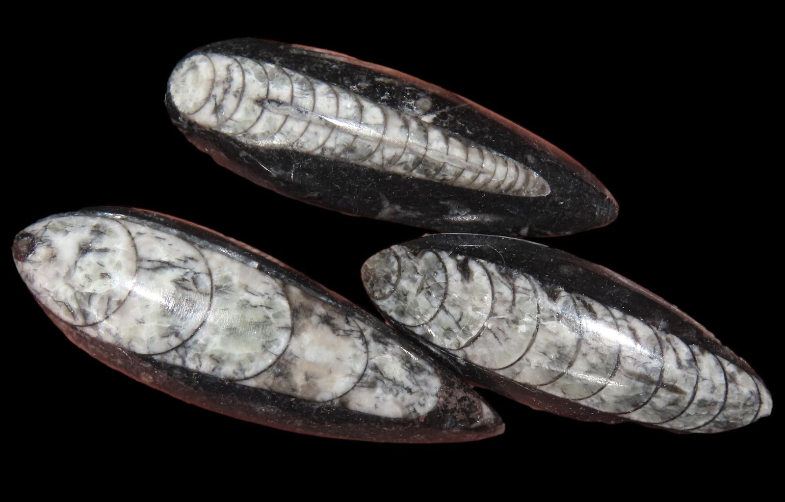 LOT OF ORTHOCERAS FOSSIL, 500-200 MILLION YEARS OLD, FROM THE TRIASIC PERIOD, GREAT EXAMPLE THAT: LOT OF ORTHOCERAS FOSSIL, 500-200 MILLION YEARS OLD, FROM THE TRIASIC PERIOD, GREAT EXAMPLE THAT DISPLAYS WELL