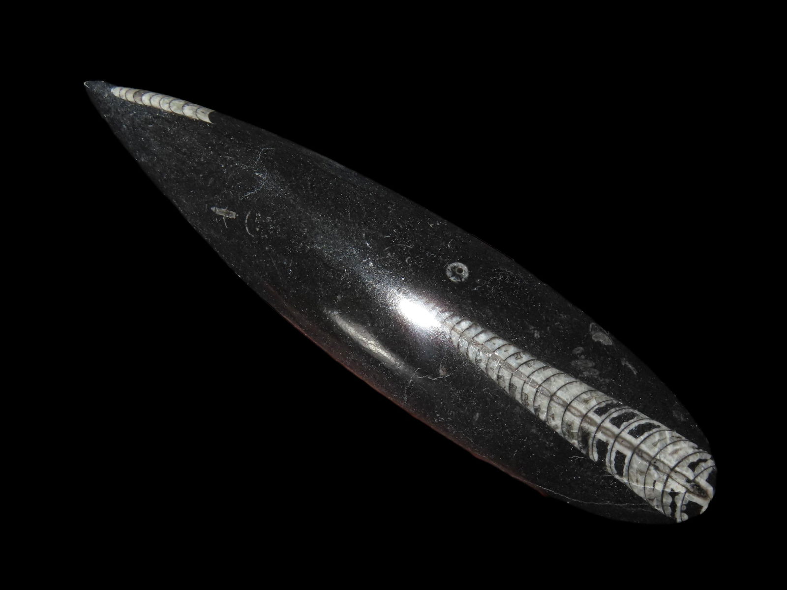 6 3/3" ORTHOCERAS FOSSIL, 500-200 MILLION YEARS OLD, FROM THE TRIASIC PERIOD, GREAT EXAMPLE THAT: 6 3/3" ORTHOCERAS FOSSIL, 500-200 MILLION YEARS OLD, FROM THE TRIASIC PERIOD, GREAT EXAMPLE THAT DISPLAYS WELL