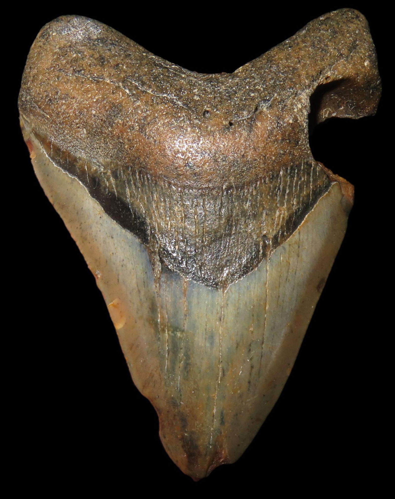 HUGE 3 1/2" MEGALODON SHARK TOOTH, 23-2.5 MILLION YEAR OLD FOSSIL FOUND OFF THE COAST OF THE: HUGE 3 1/2" MEGALODON SHARK TOOTH, 23-2.5 MILLION YEAR OLD FOSSIL FOUND OFF THE COAST OF THE CAROLINA'S, NO REPAIR, NO RESTO, NO POLISH