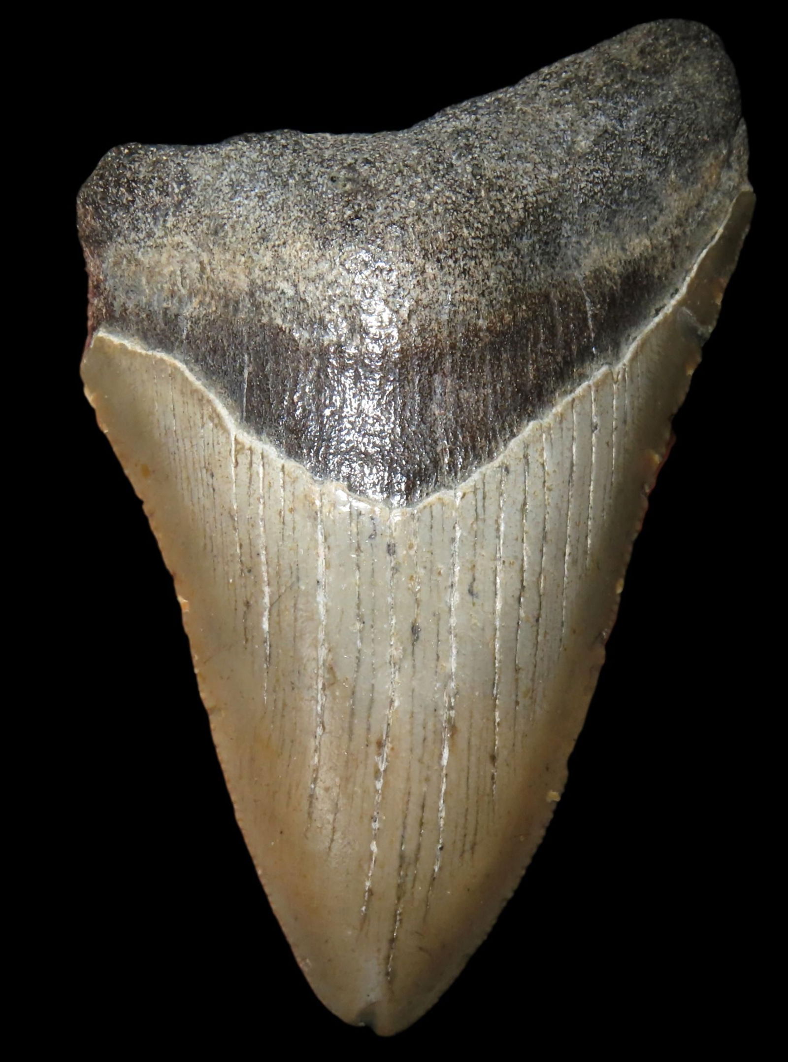HUGE 4" MEGALODON SHARK TOOTH, 23-2.5 MILLION YEAR OLD FOSSIL FOUND OFF THE COAST OF THE CAROLINA'S,: HUGE 4" MEGALODON SHARK TOOTH, 23-2.5 MILLION YEAR OLD FOSSIL FOUND OFF THE COAST OF THE CAROLINA'S, NO REPAIR, NO RESTO, NO POLISH