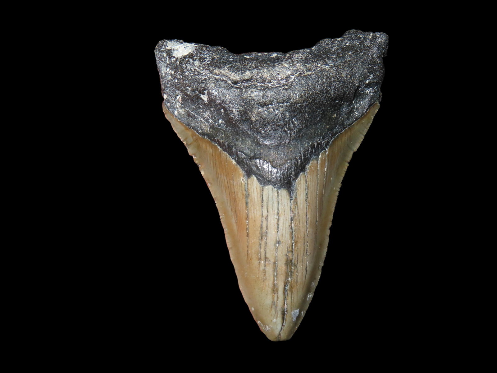 2 7/8" Fossil Megalodon Shark Tooth, found in South Carolina: 2 7/8" Fossil Megalodon Shark Tooth, found in South Carolina