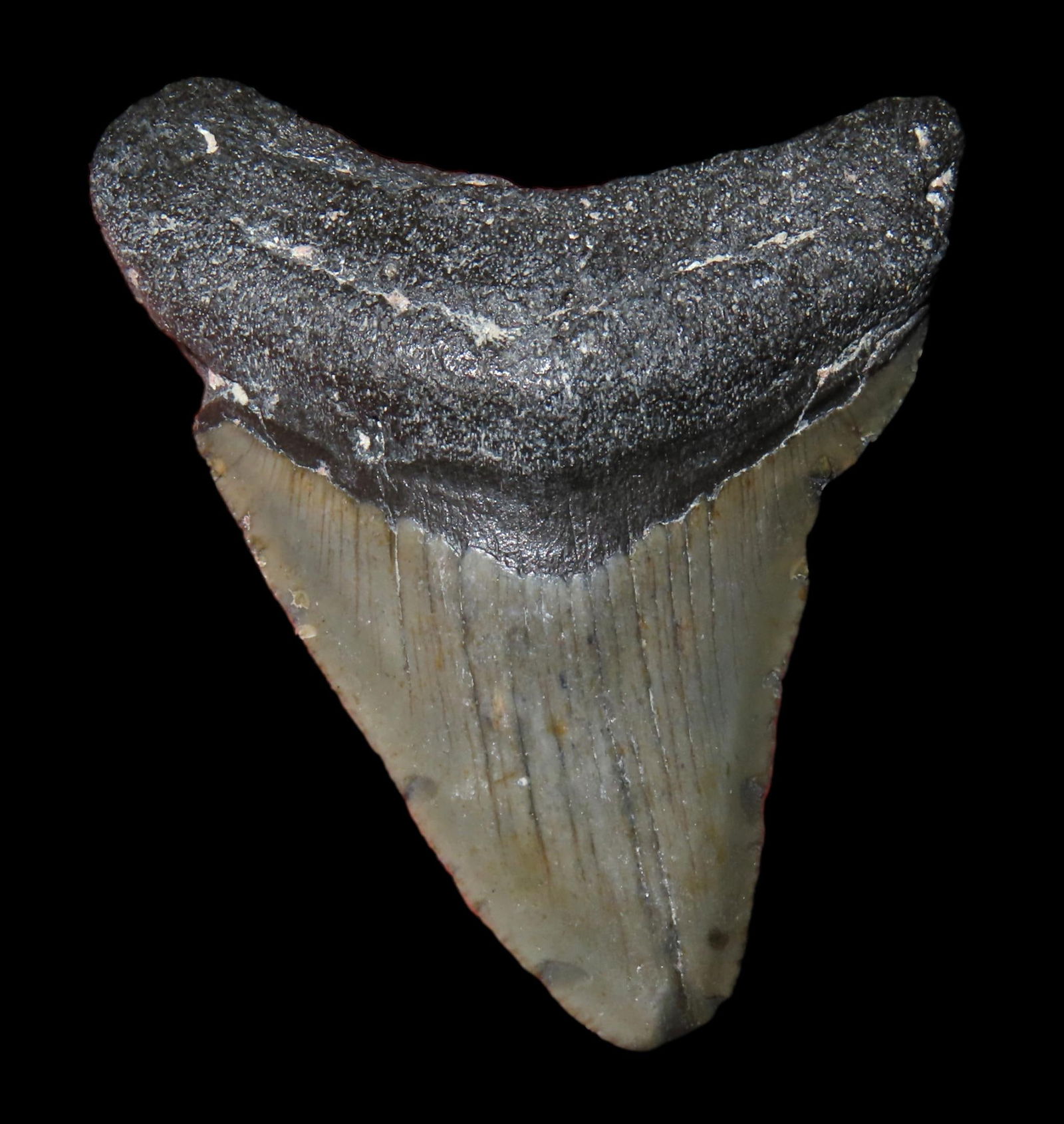 2 1/4" Fossil Megalodon Shark Tooth, found in South Carolina: 2 1/4" Fossil Megalodon Shark Tooth, found in South Carolina