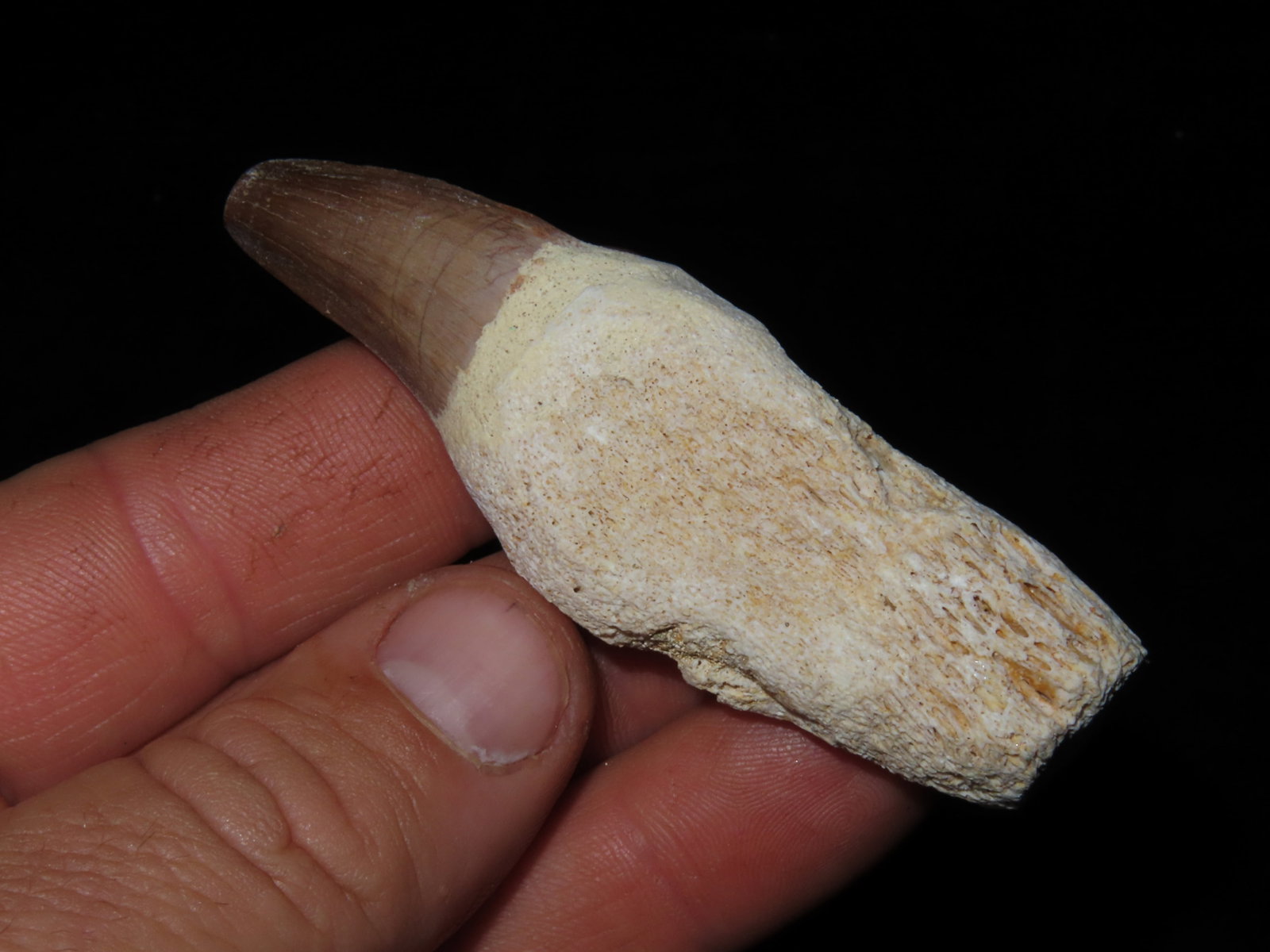 3" Mosasaurus Tooth from Morocco, 66M years old: 3" Mosasaurus Tooth from Morocco, 66M years old