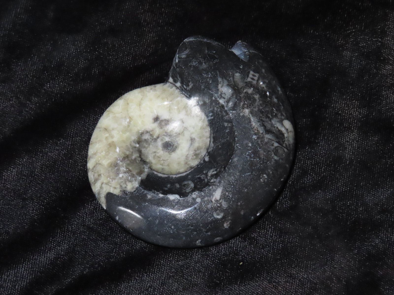 2 7/8" Stunning Highly Polished Ammonite Fossil: 2 7/8" Stunning Highly Polished Ammonite Fossil