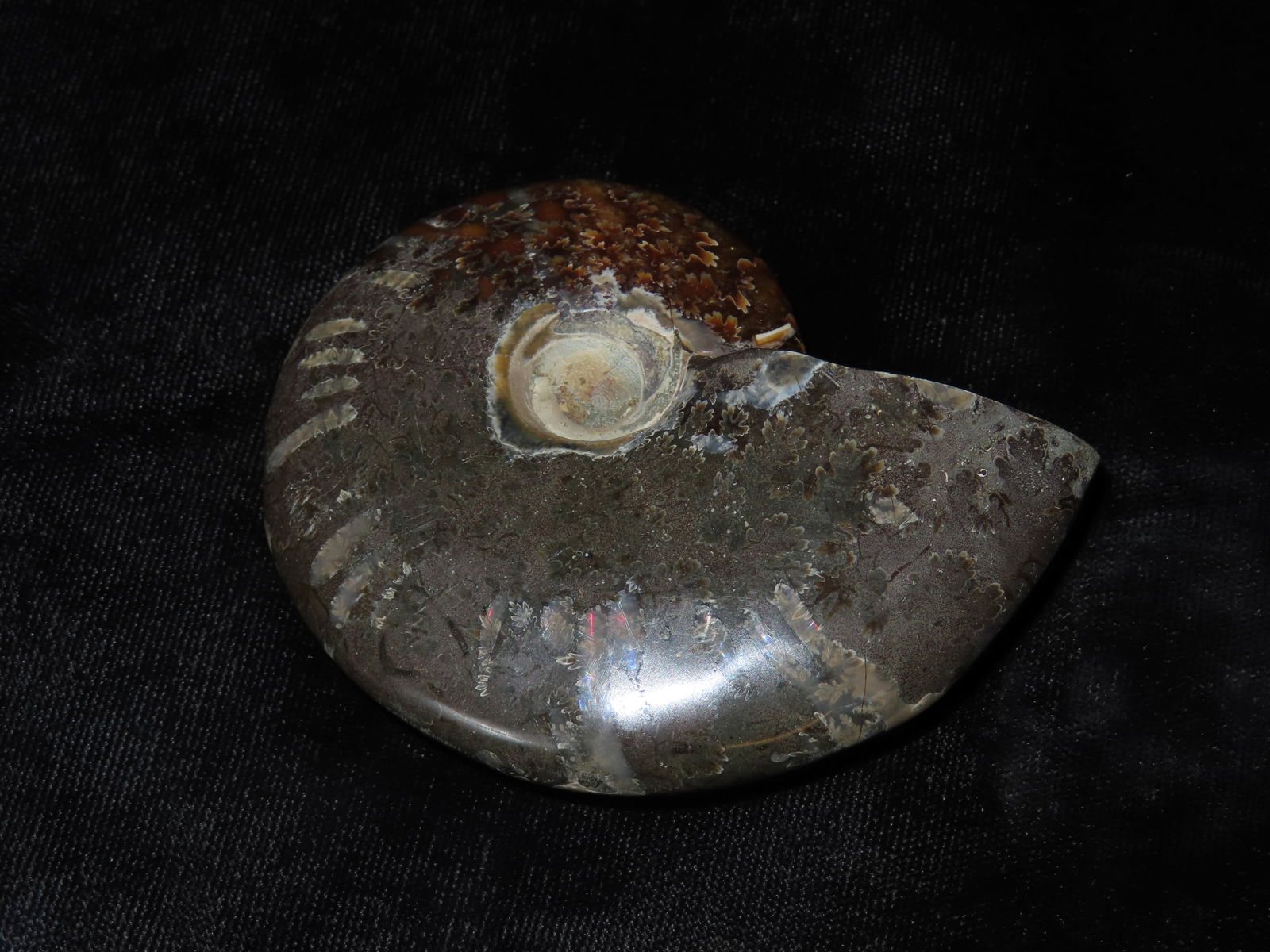 3" x 2 1/2" Polished Ammonite Fossil, Beautiful Color (1 of 4)