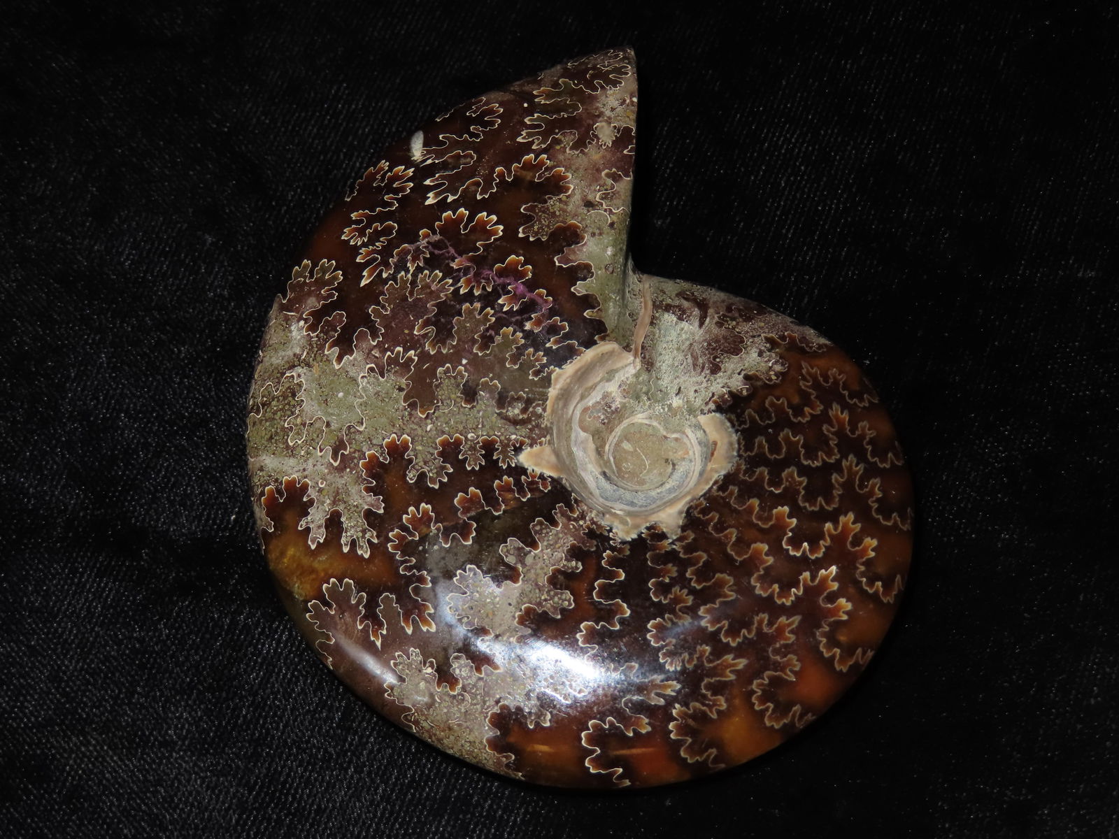 3 1/4"  Polished Ammonite Fossil, from Morocco (1 of 4)