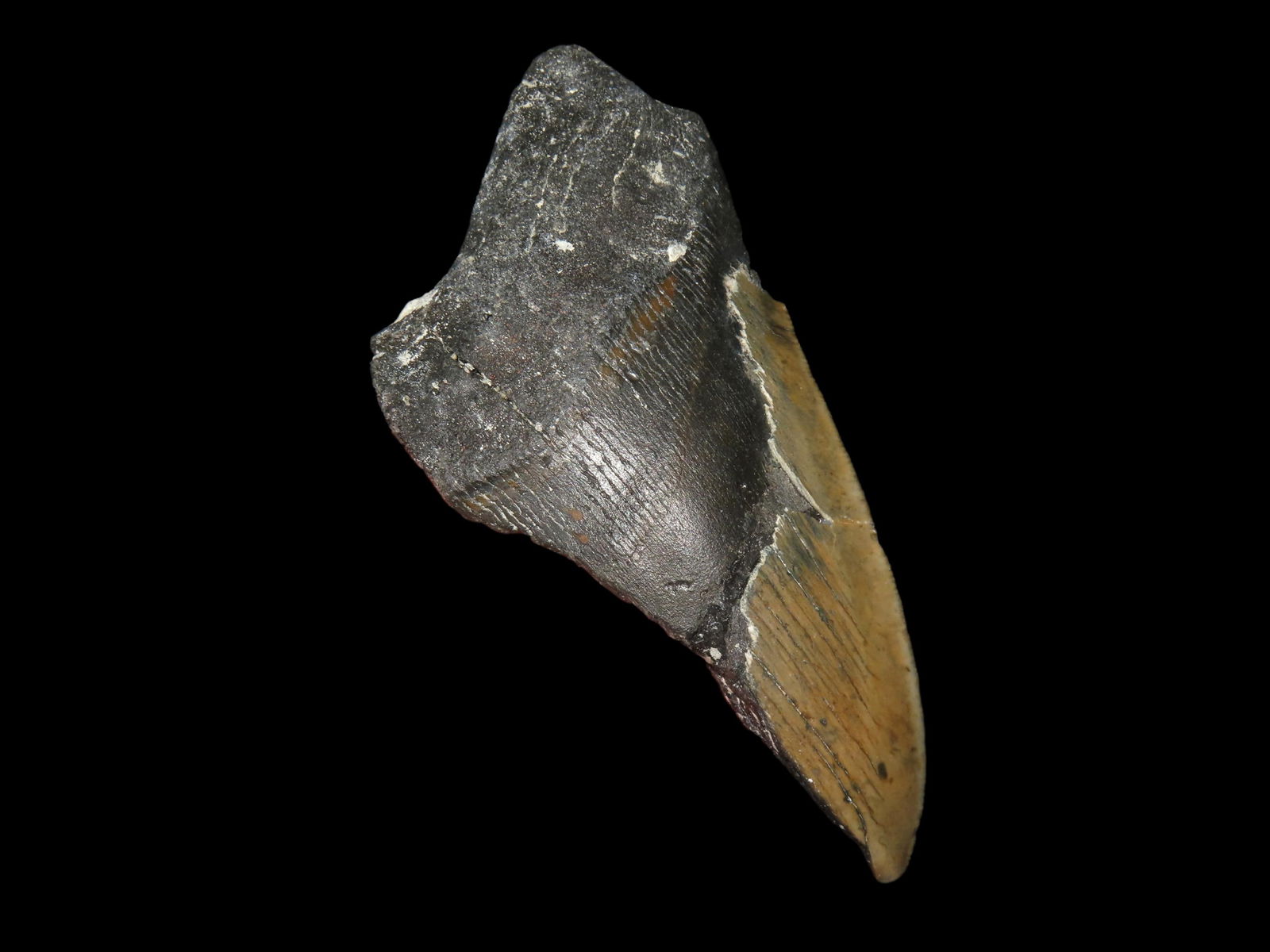 5 1/4" Fossil Megalodon Shark Tooth Section, found in South Carolina: 5 1/4" Fossil Megalodon Shark Tooth Section, found in South Carolina