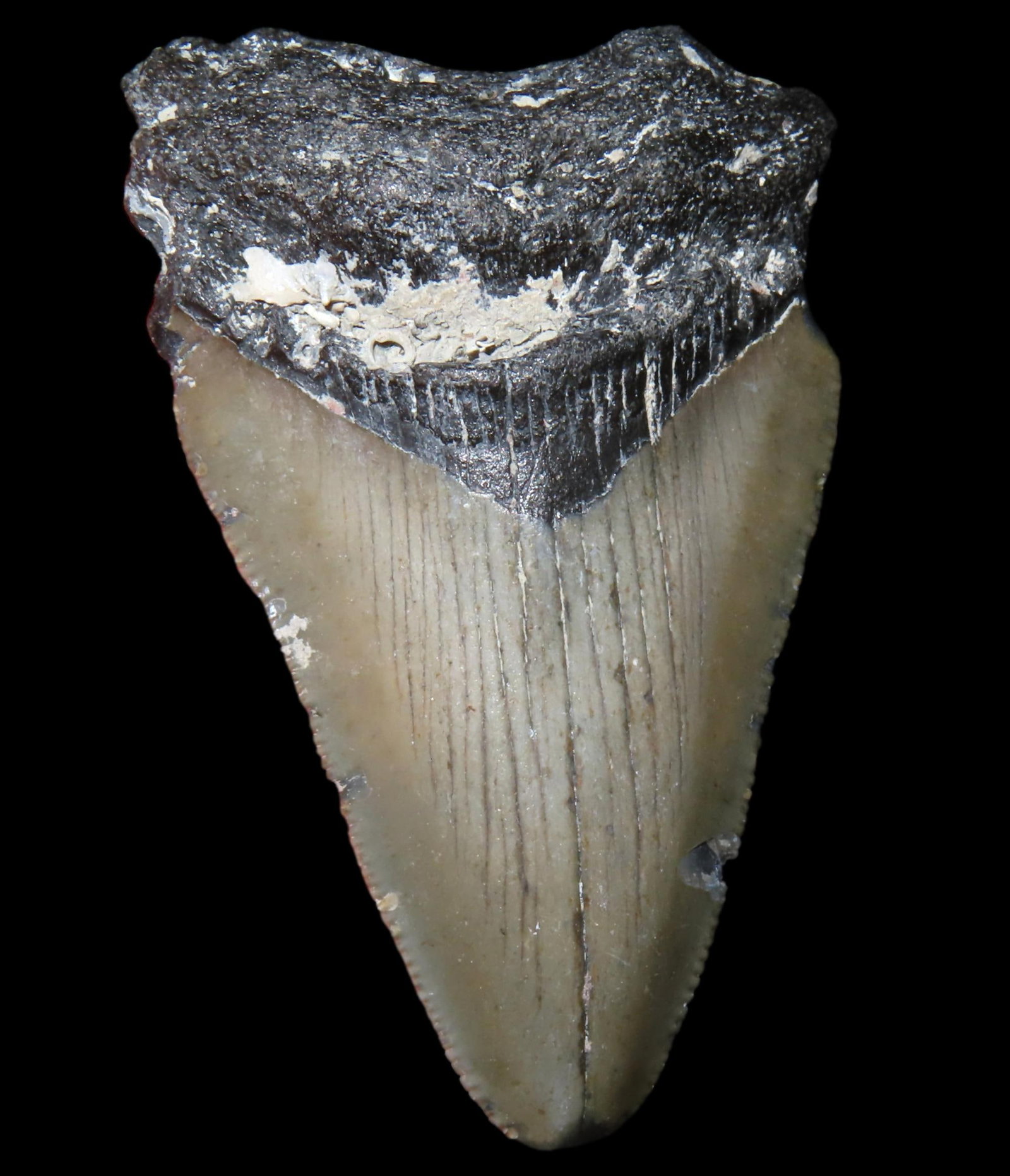 2 3/4' Fossil Megalodon Shark Tooth, found in South Carolina: 2 3/4" Fossil Megalodon Shark Tooth, found in South Carolina