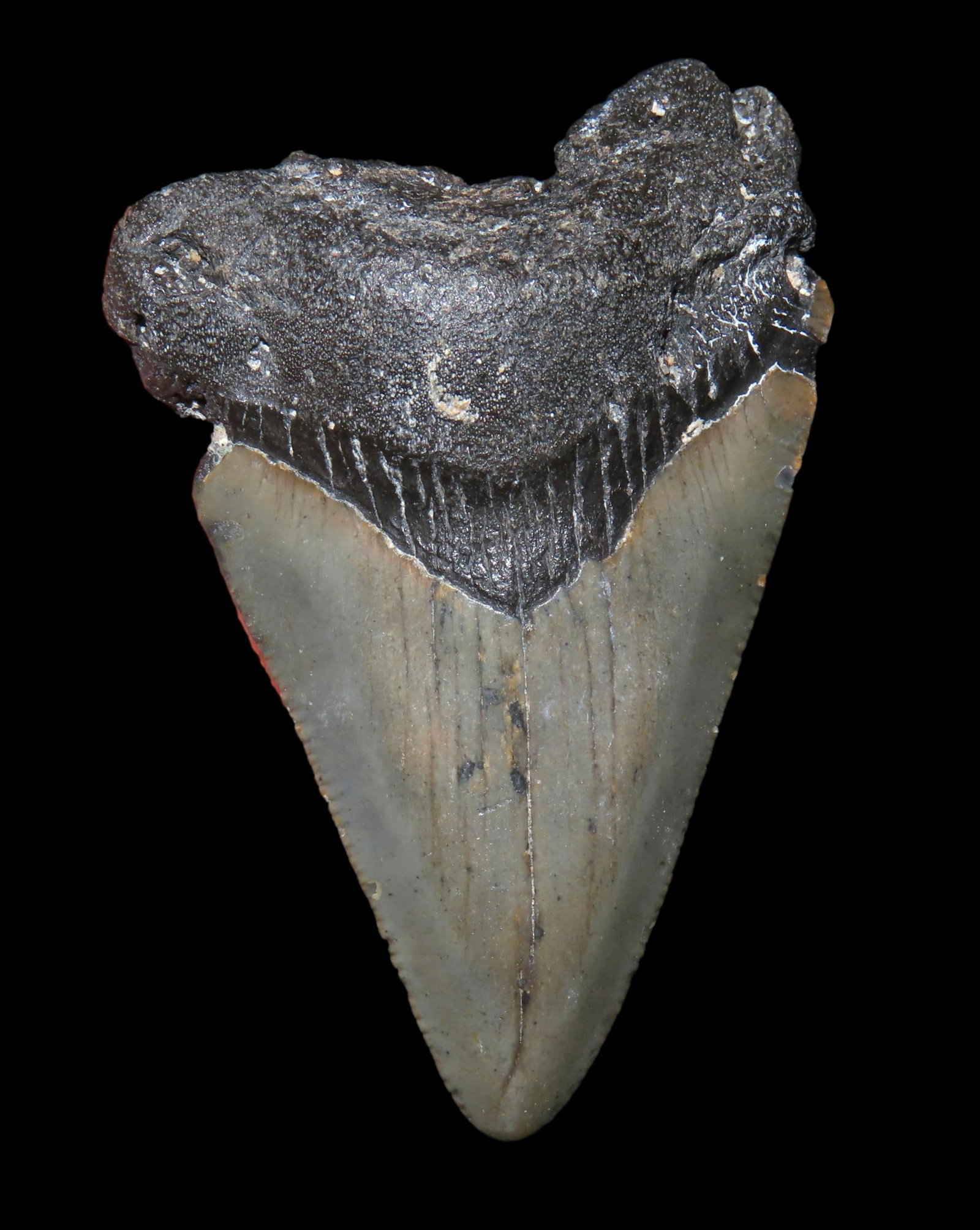 2 1/2' Fossil Megalodon Shark Tooth found in South Carolina: 2 1/2" Fossil Megalodon Shark Tooth found in South Carolina