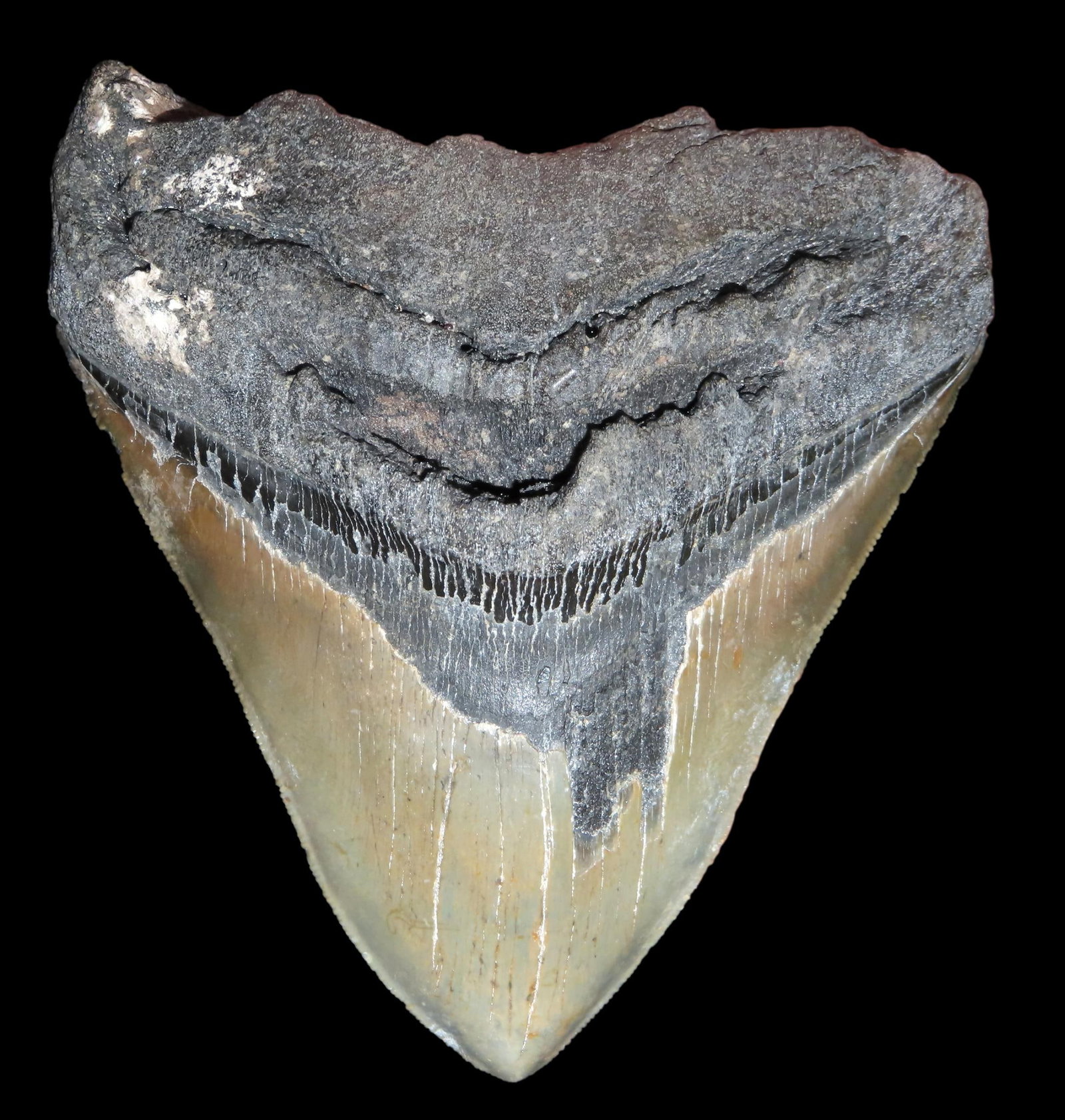 5 1/4" Super nice Fossil Megalodon Shark Tooth found in South Carolina: 5 1/4" Super nice Fossil Megalodon Shark Tooth found in South Carolina