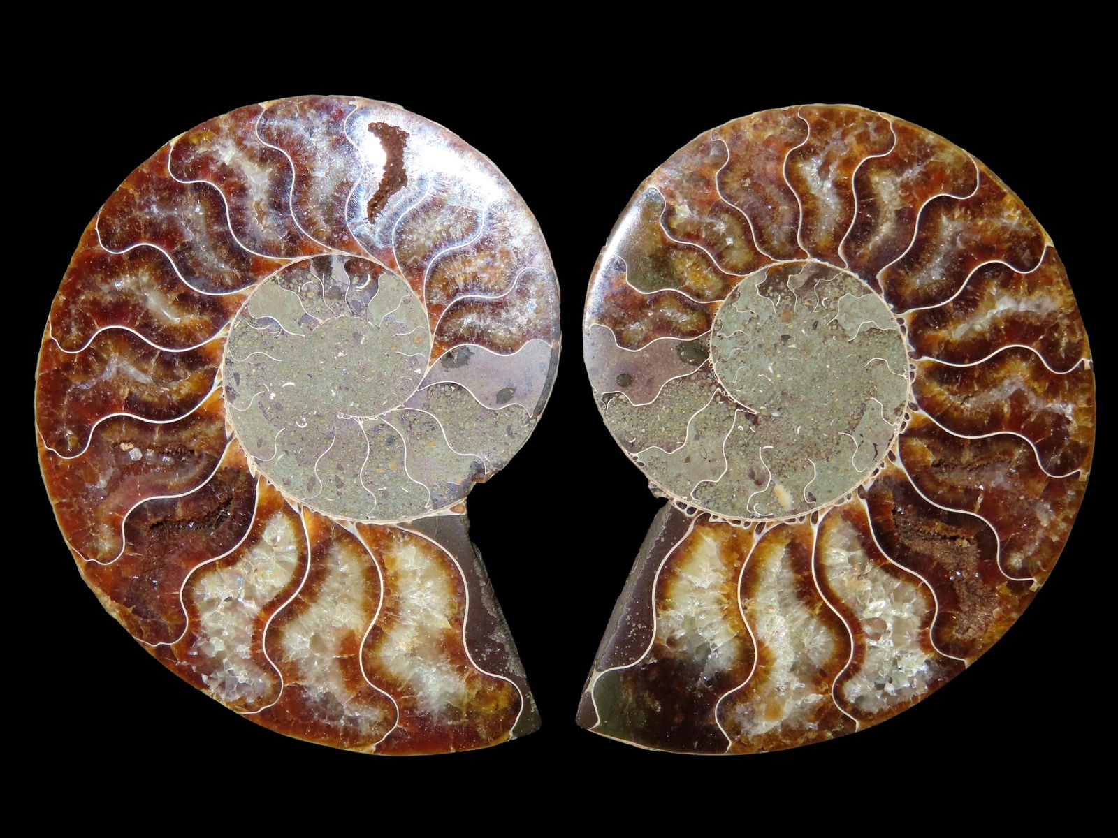 Fossil Ammonite split into two halves.   Amazing Color. (1 of 9)