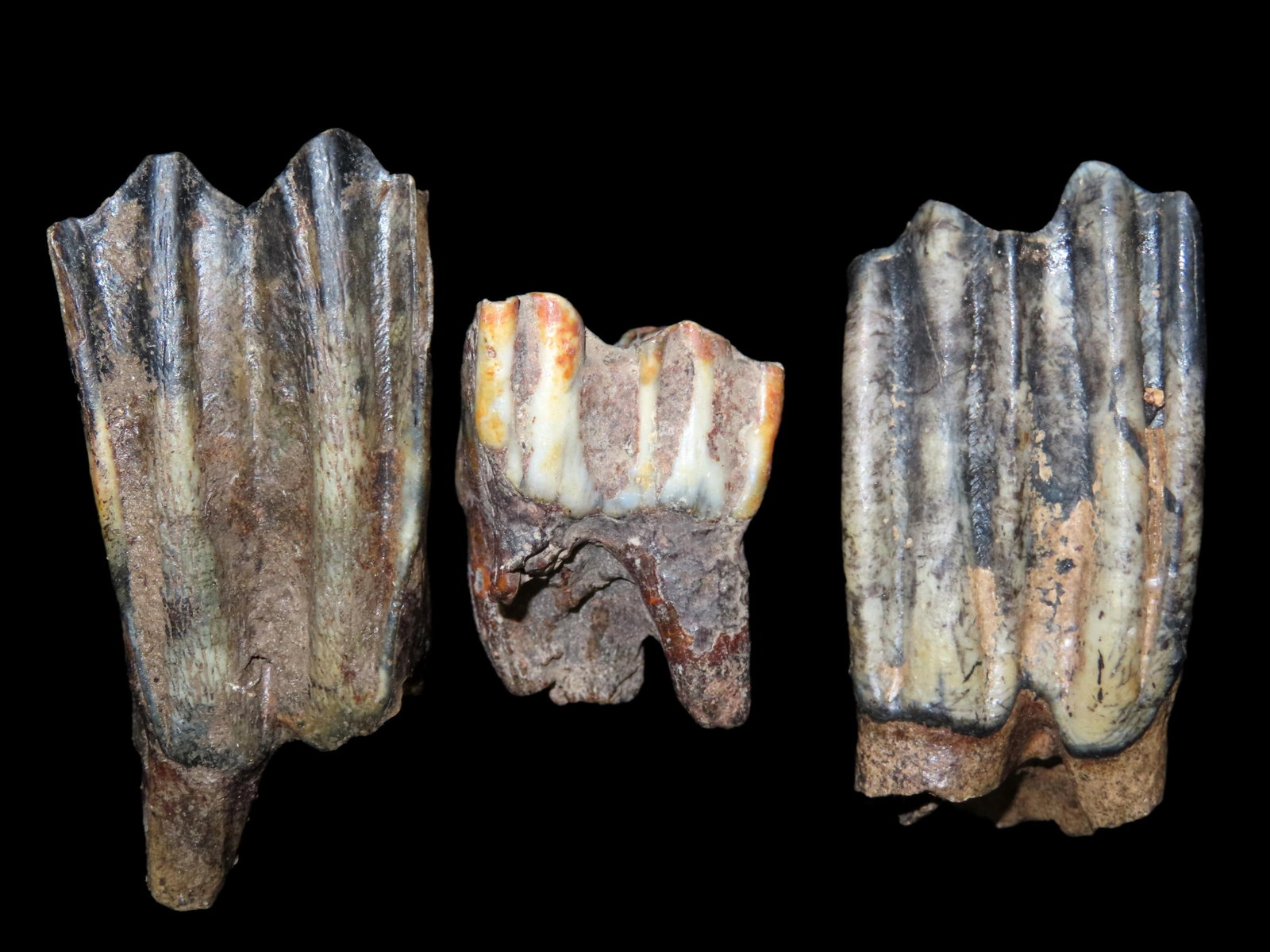 Set of fossil teeth, found in Illinois: Set of fossil teeth, found in Illinois