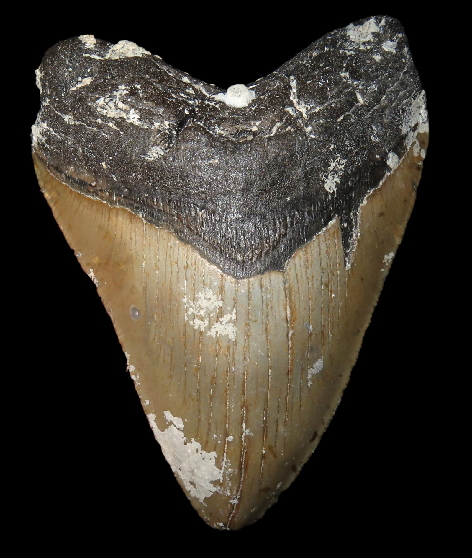 5 1/4" Fossil Megalodon Shark Tooth, found in South Carolina: 5 1/4" Fossil Megalodon Shark Tooth, found in South Carolina