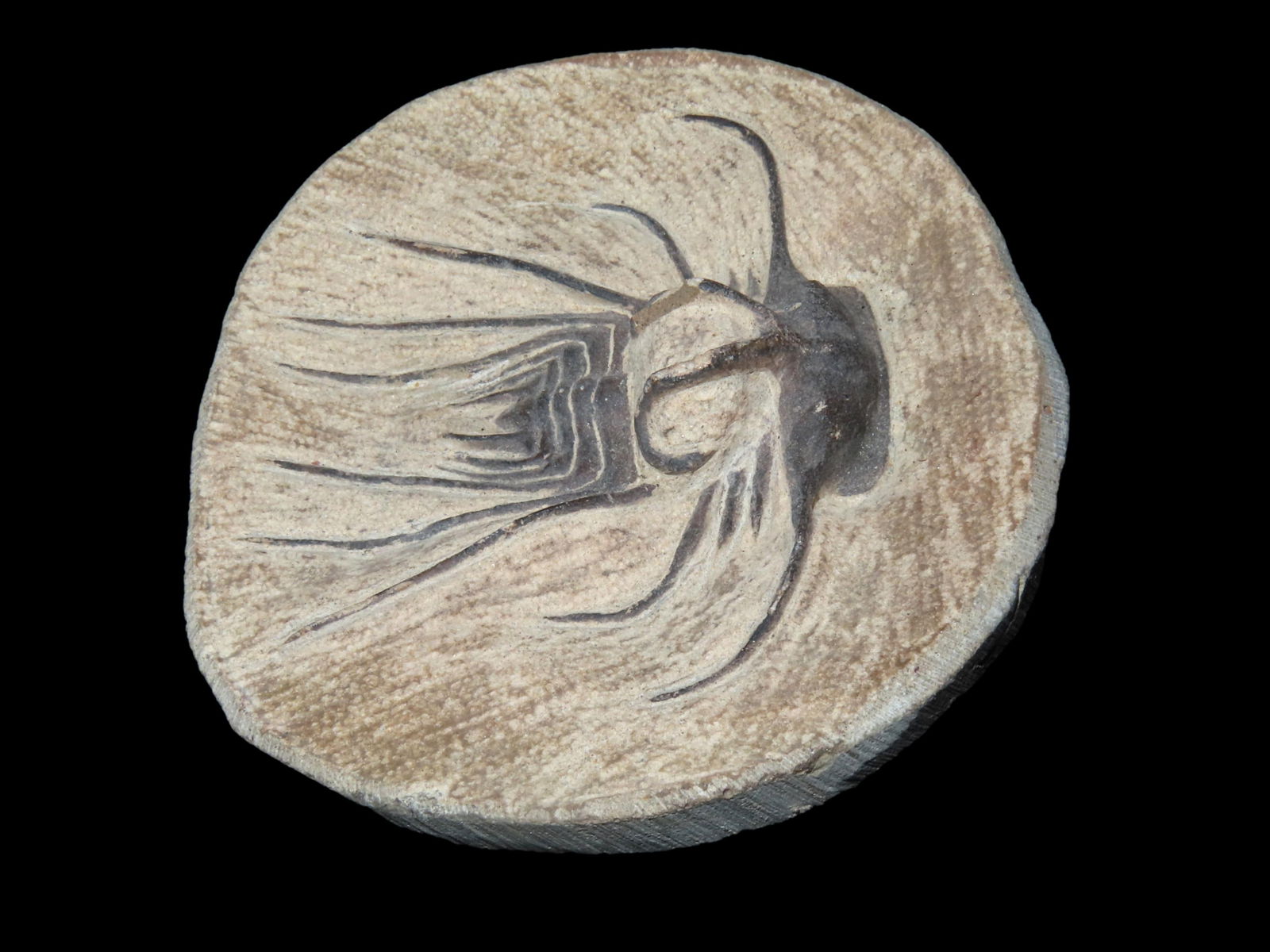 4 1/2" Spiny Dicranurus/Spider Trilobite Fossil in Matrix, found in Morocco (1 of 2)