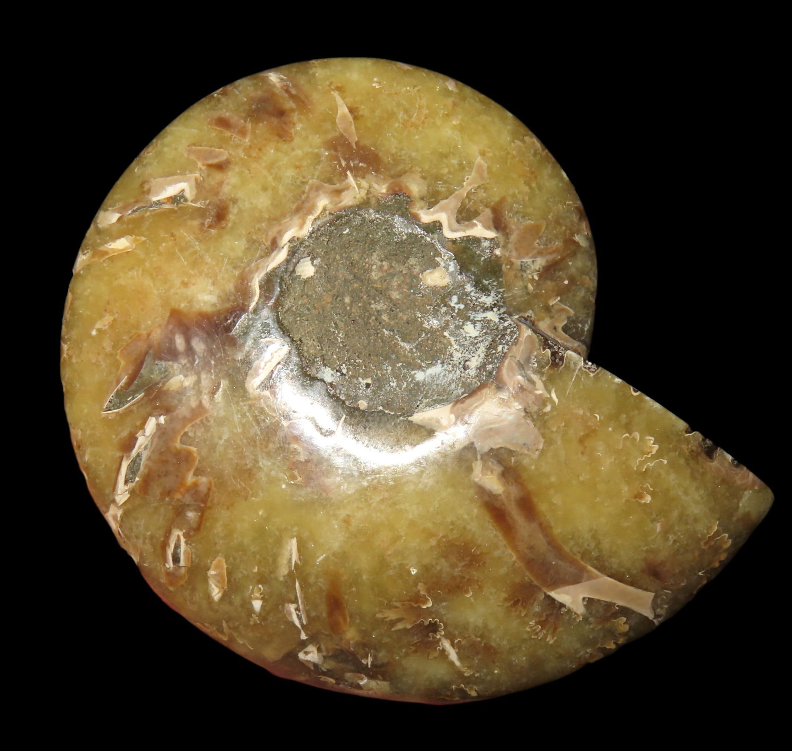 4 1/4" Polished Cretaceous Ammonite (Cleoniceras) Fossil - Madagascar (1 of 4)