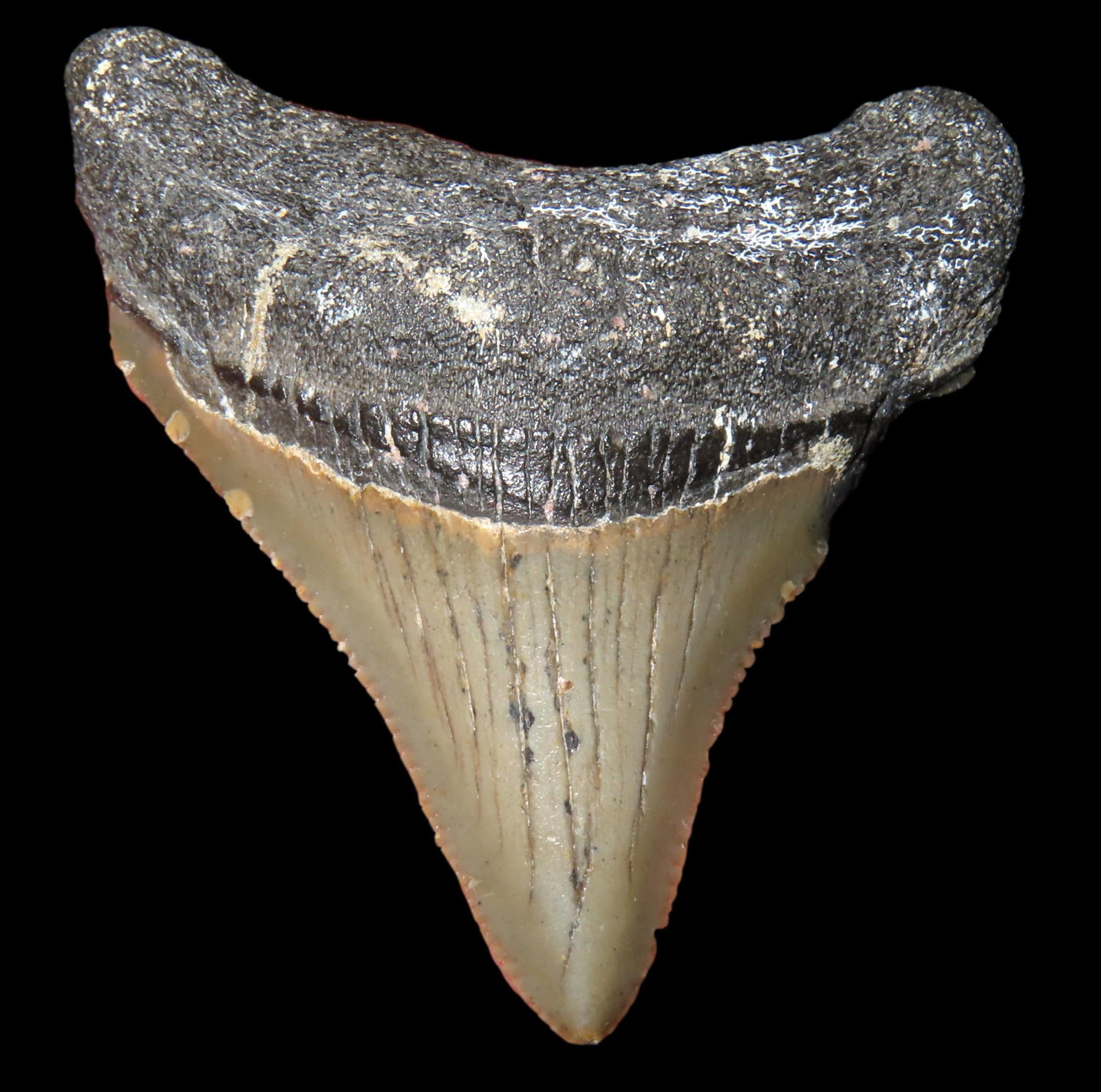 2 1/4" Fossil Megalodon Shark Tooth, found in South Carolina: 2 1/4" Fossil Megalodon Shark Tooth, found in South Carolina