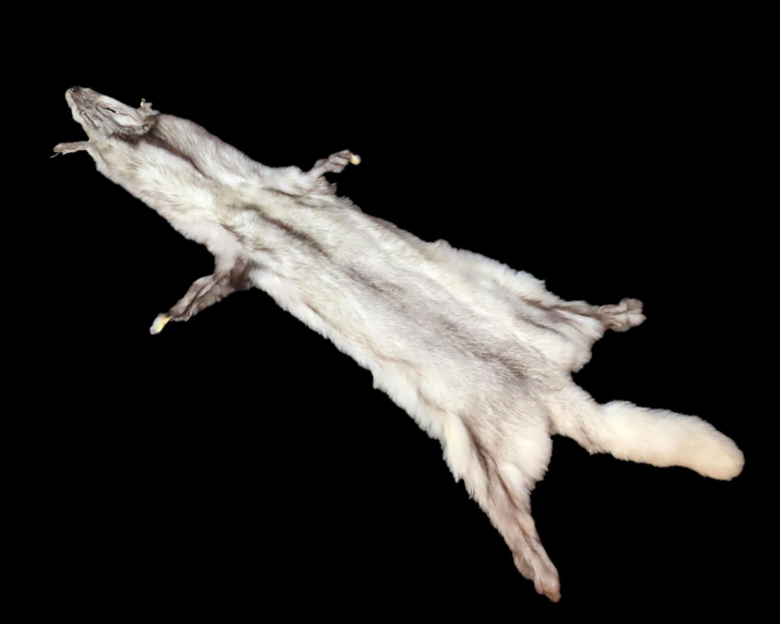 52" Taxidermy Fox Fur-Gorgeous Color!! (1 of 2)