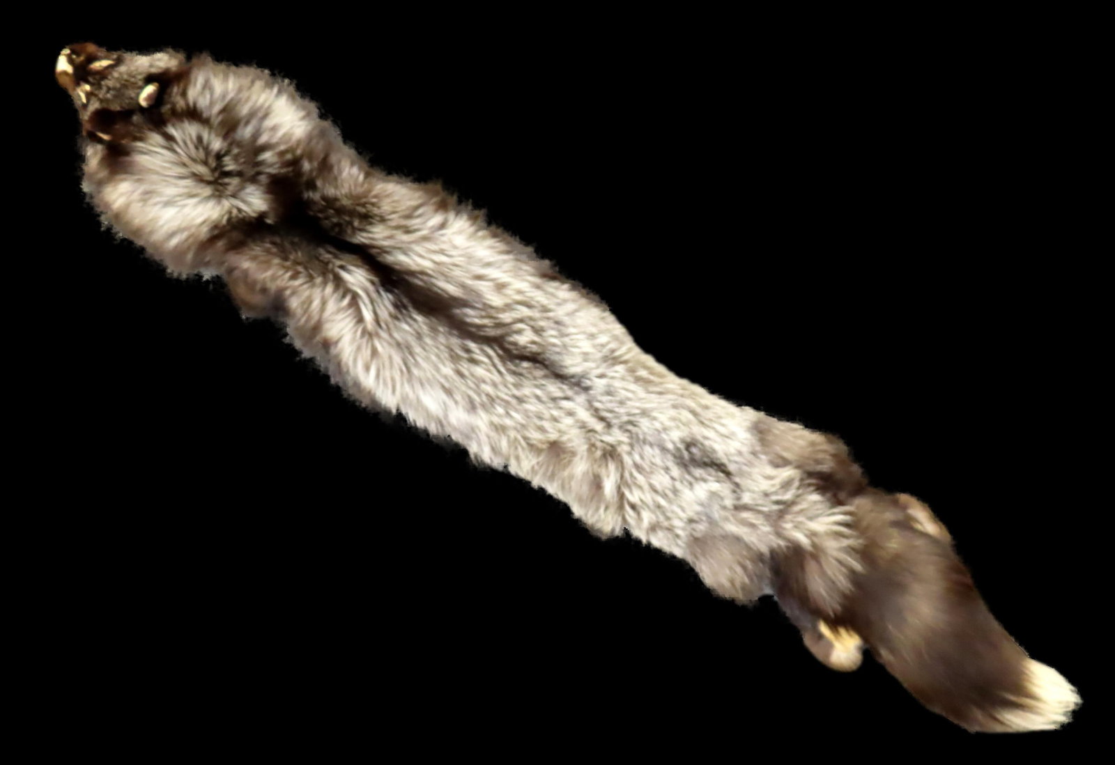 56" Taxidermy Silver Fox Fur: 56" Taxidermy Silver Fox Fur