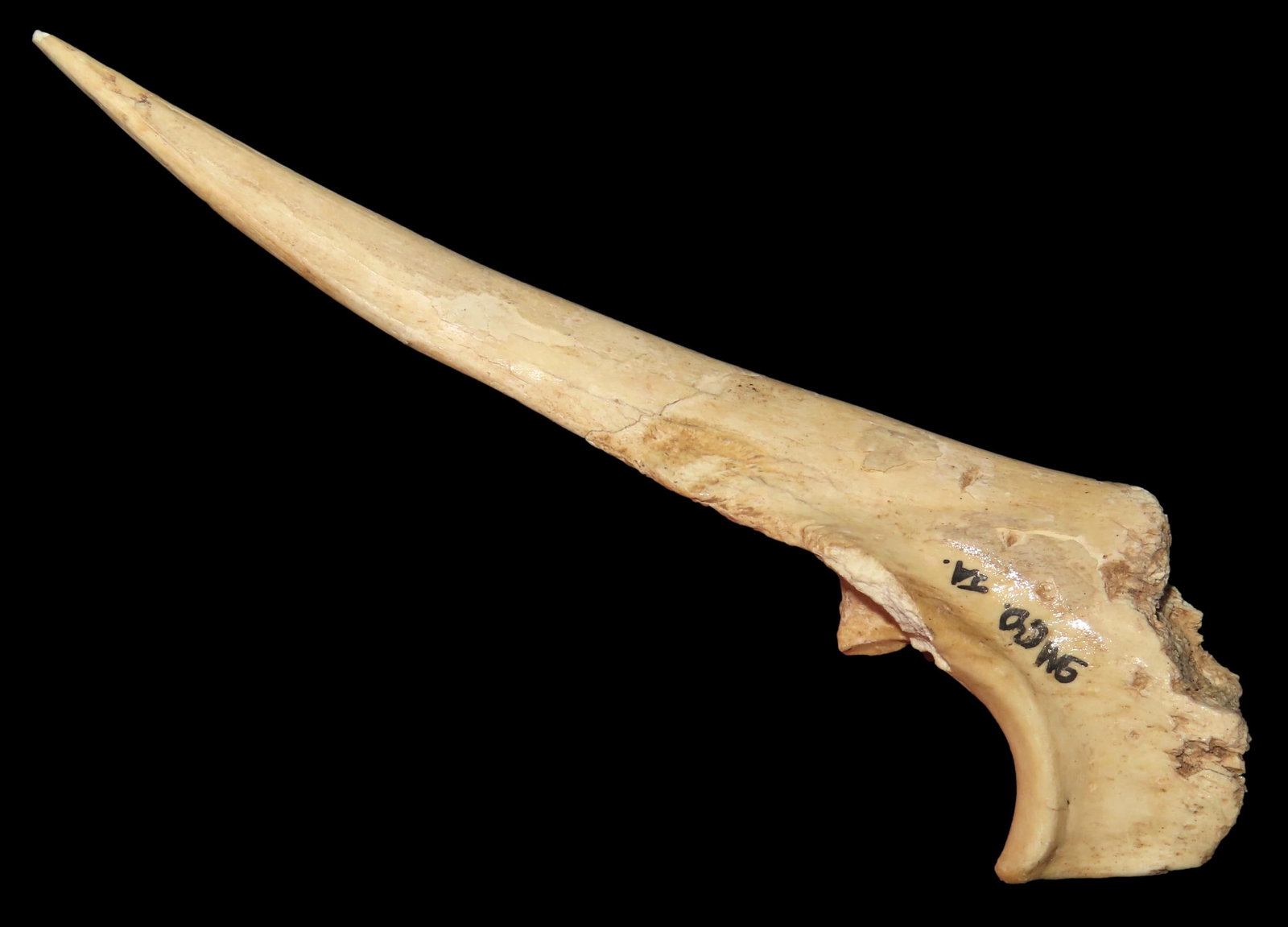 5" Fossilized Bone Trigger Awl, found in Iowa: 5" Fossilized Bone Trigger Awl, found in Iowa