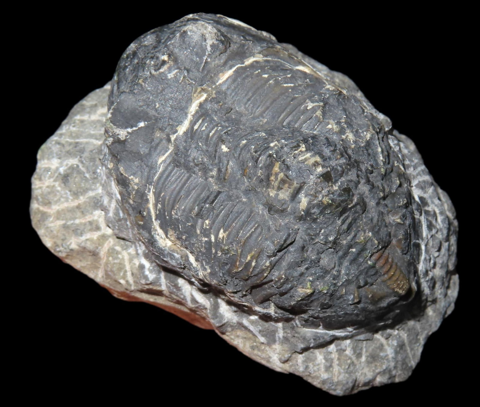 3" Trilobite Fossil-250 million years old: 3" Trilobite Fossil-250 million years old