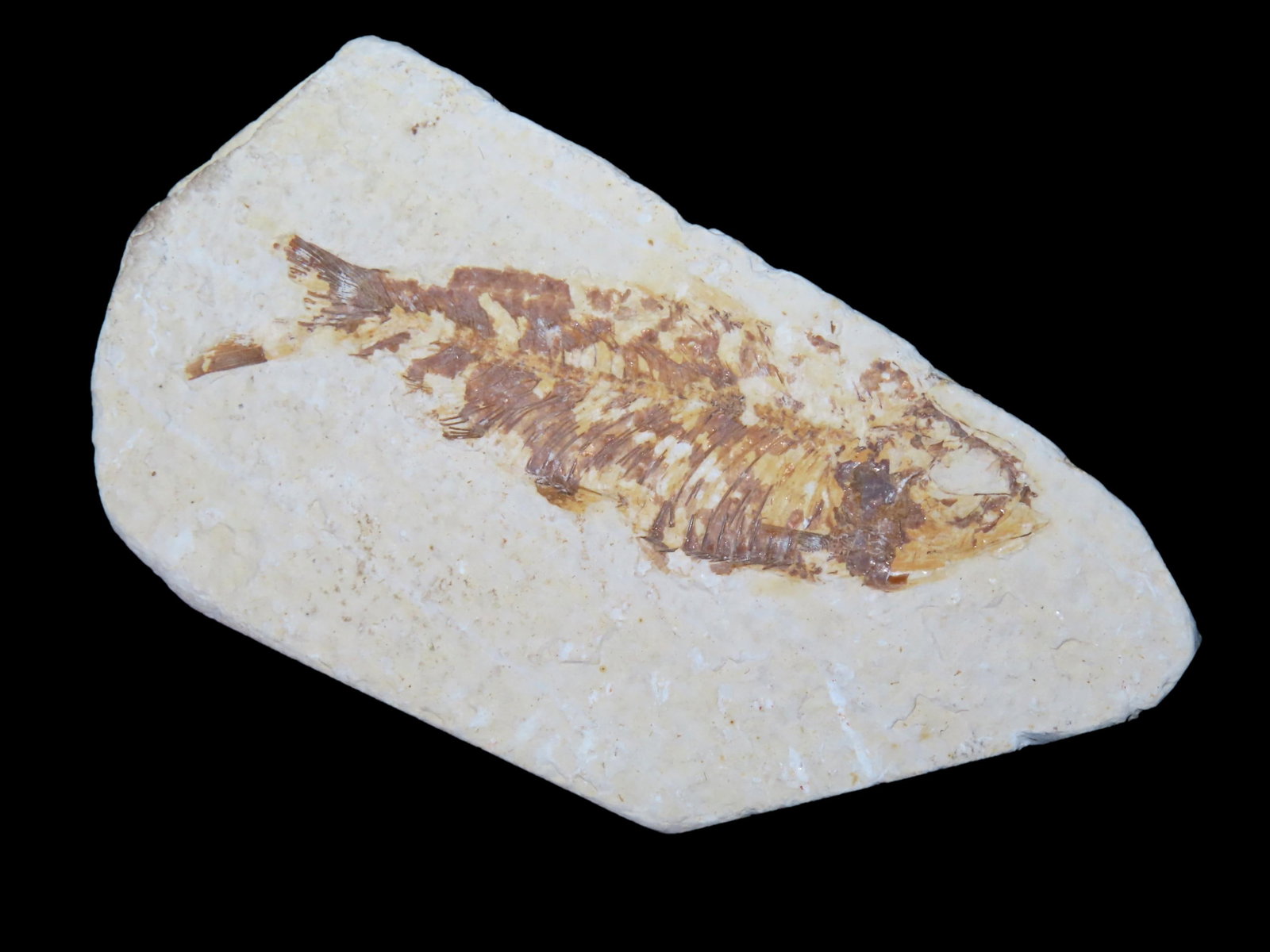 4" Knightia Fish Fossil from the Green River in Wyoming: 4" Knightia Fish Fossil from the Green River in Wyoming