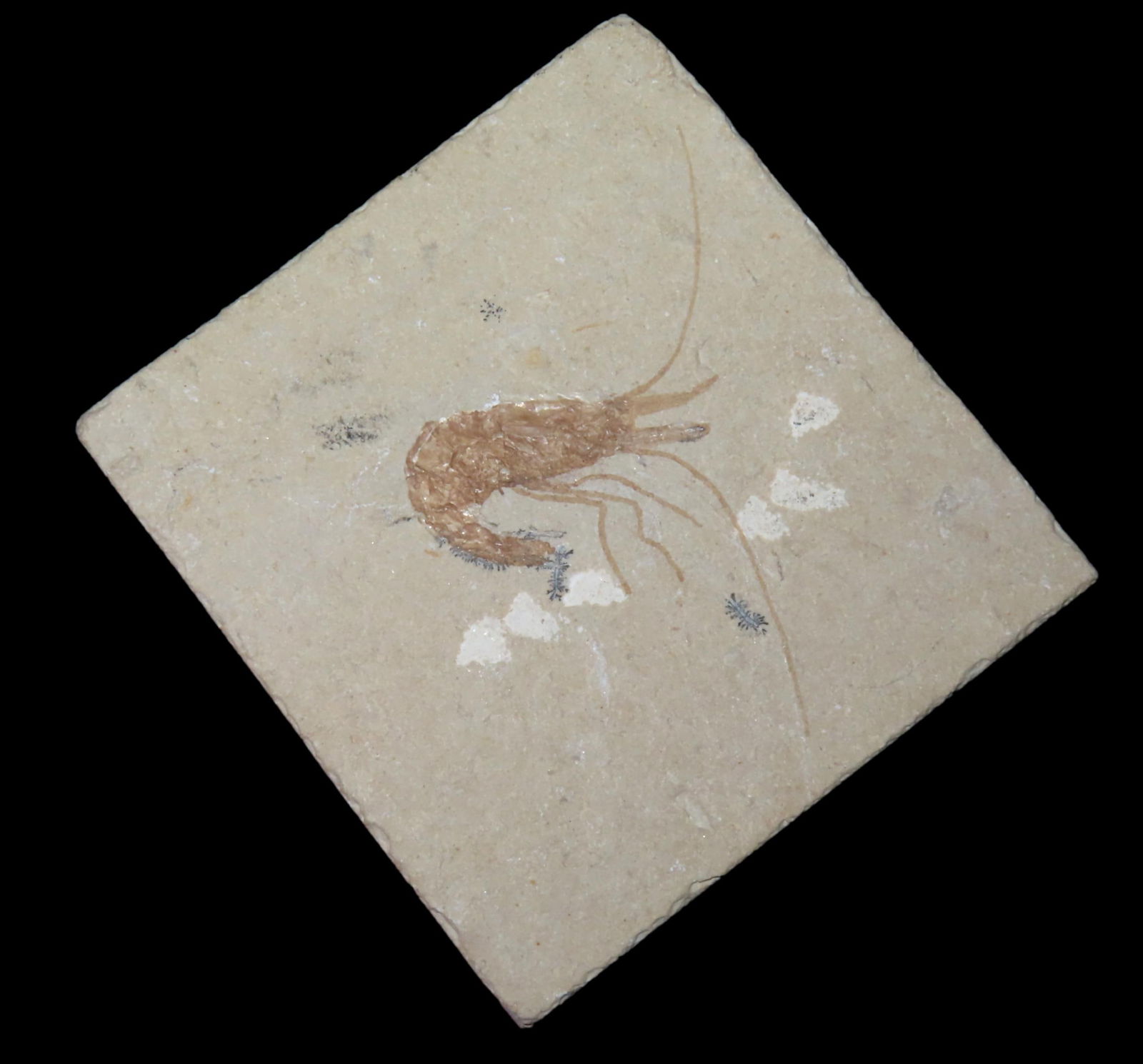 2 3/4" x 2 5/8" Fossil Shrimp, Great Detail (1 of 2)