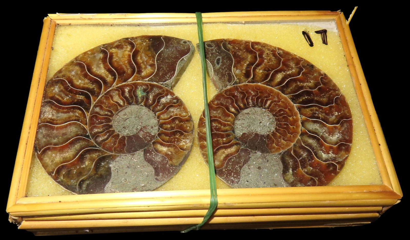 5" x 3 1/2" Box containing Sliced Ammonite from Madagascar- Gorgeous Color!! (1 of 2)