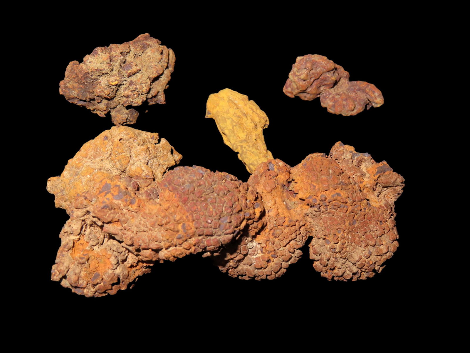 Collection of Coprolite(Fossil Dinosaur Excrement) found in Madagascar, 100 million yrs old (1 of 2)