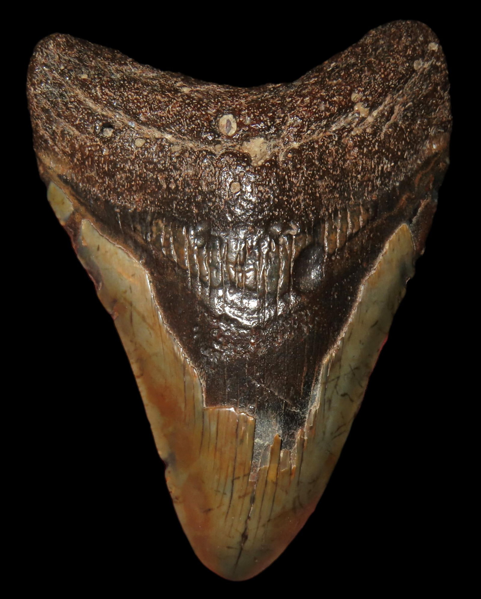 3 3/4" Fossil Megalodon Shark Tooth, found in South Carolina, Ex Johnathan Johns Collection: 3 3/4" Fossil Megalodon Shark Tooth, found in South Carolina, Ex Johnathan Johns Collection