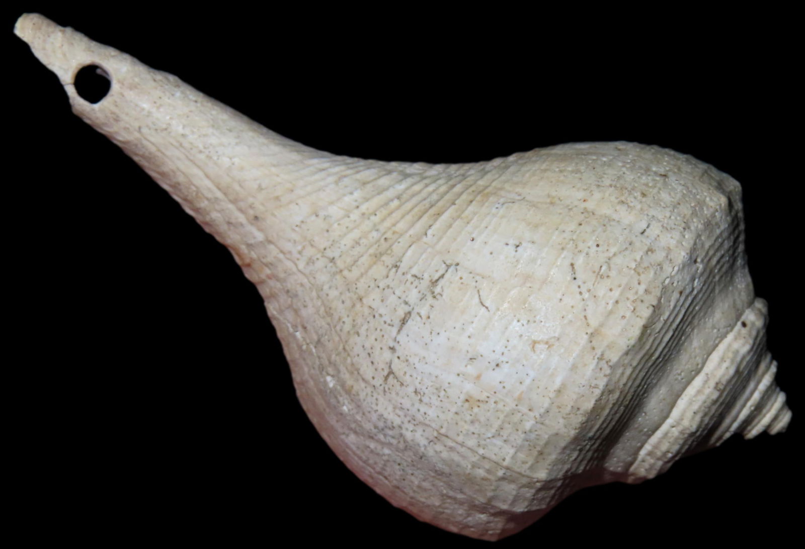 2 1/2" Conch Shell Pendant, Ex Johnathan Johns Collection (1 of 5)