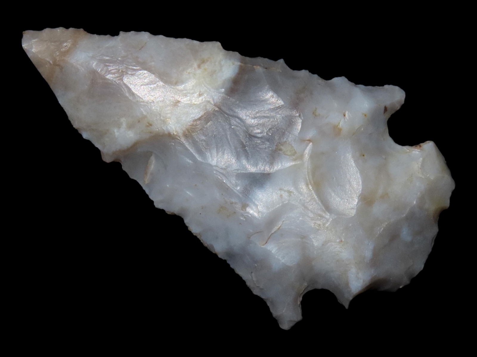 2 1/4" Flint Ridge Pine Tree Found in Ohio, Ex. Luke Cord (1 of 4)