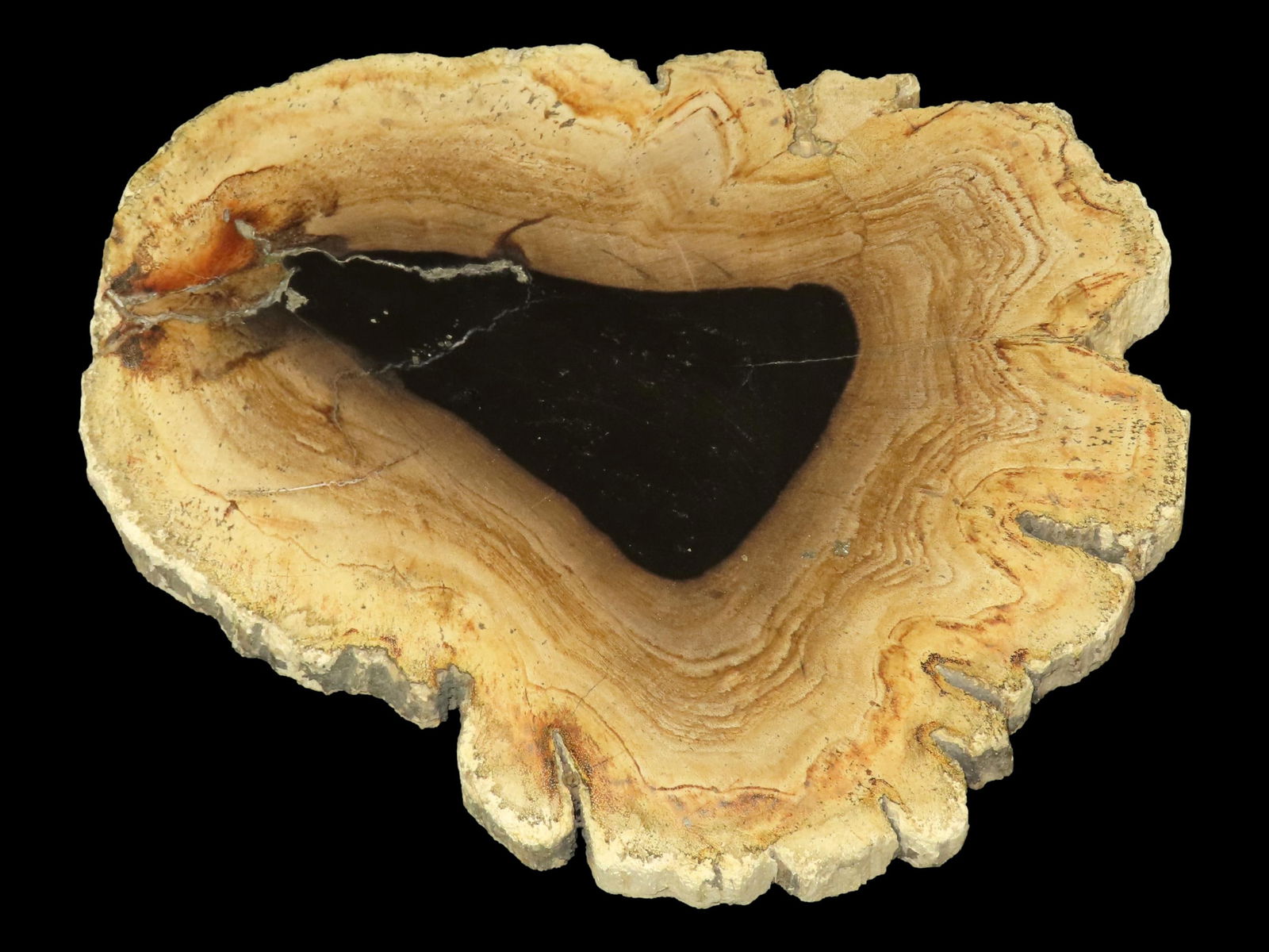 LARGE COLORFUL POLISHED SLAB OF PETRIFIED WOOD, POLISHED ON BOTH SIDES, 7 1/4" WIDE BY 5/8" THICK, (1 of 4)