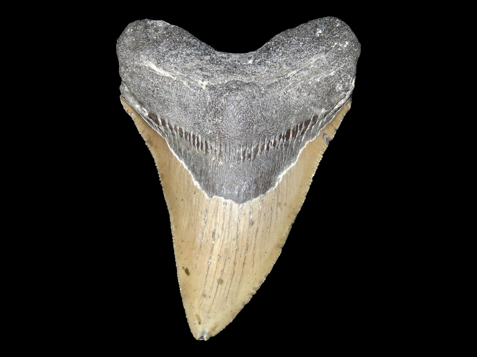 4 3/8" HUGE FOSSIL MEGALODON SHARK TOOTH FOUND IN SOUTH CAROLINA: 4 3/8" HUGE FOSSIL MEGALODON SHARK TOOTH FOUND IN SOUTH CAROLINA