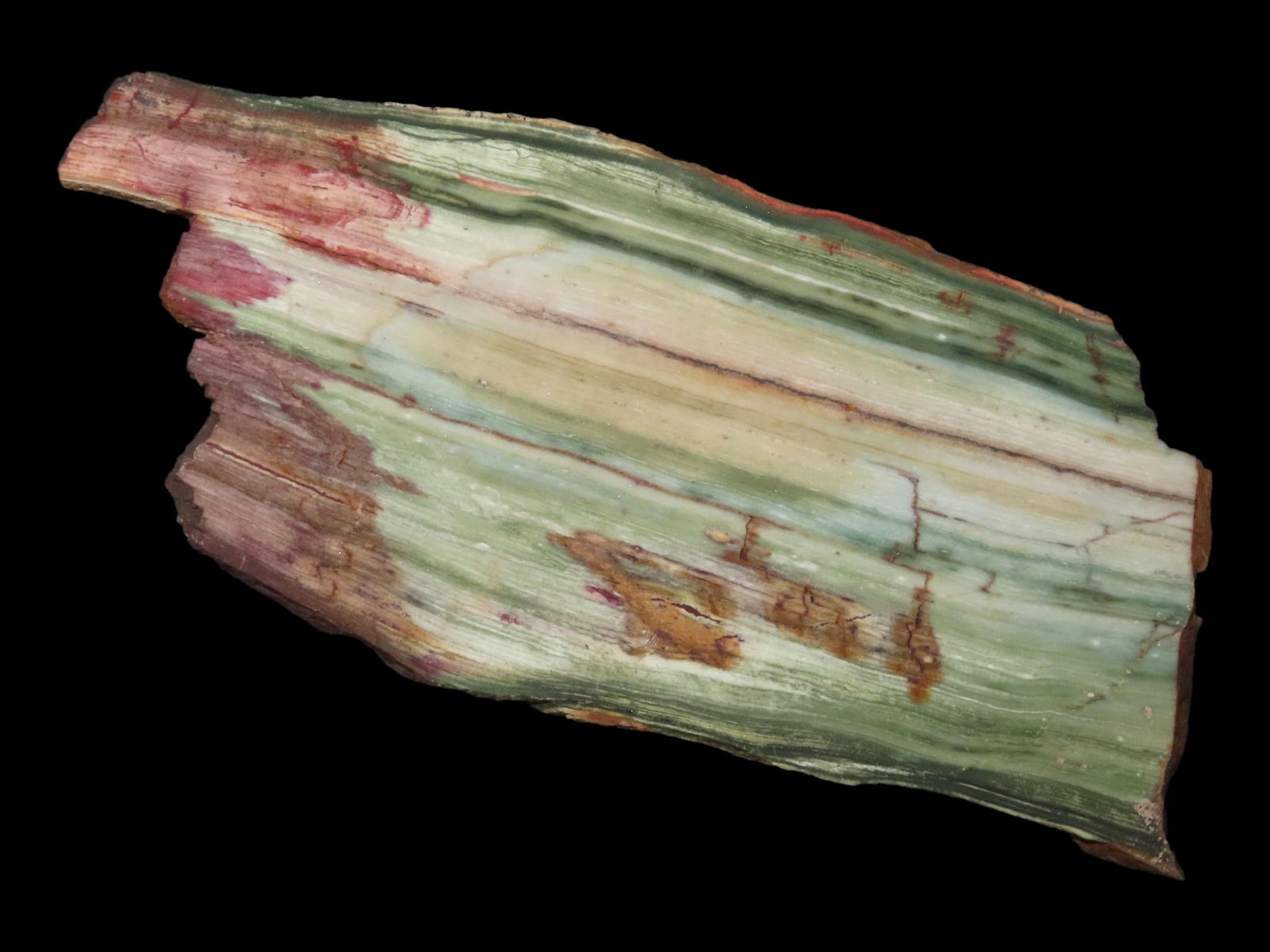 RARE GREEN PETRIFIED WOOD SLAB, 7 3/8" LONG, OREGON BOGWOOD, VIBRANT GREEN COLORS, MUCH HARDER TO (1 of 4)