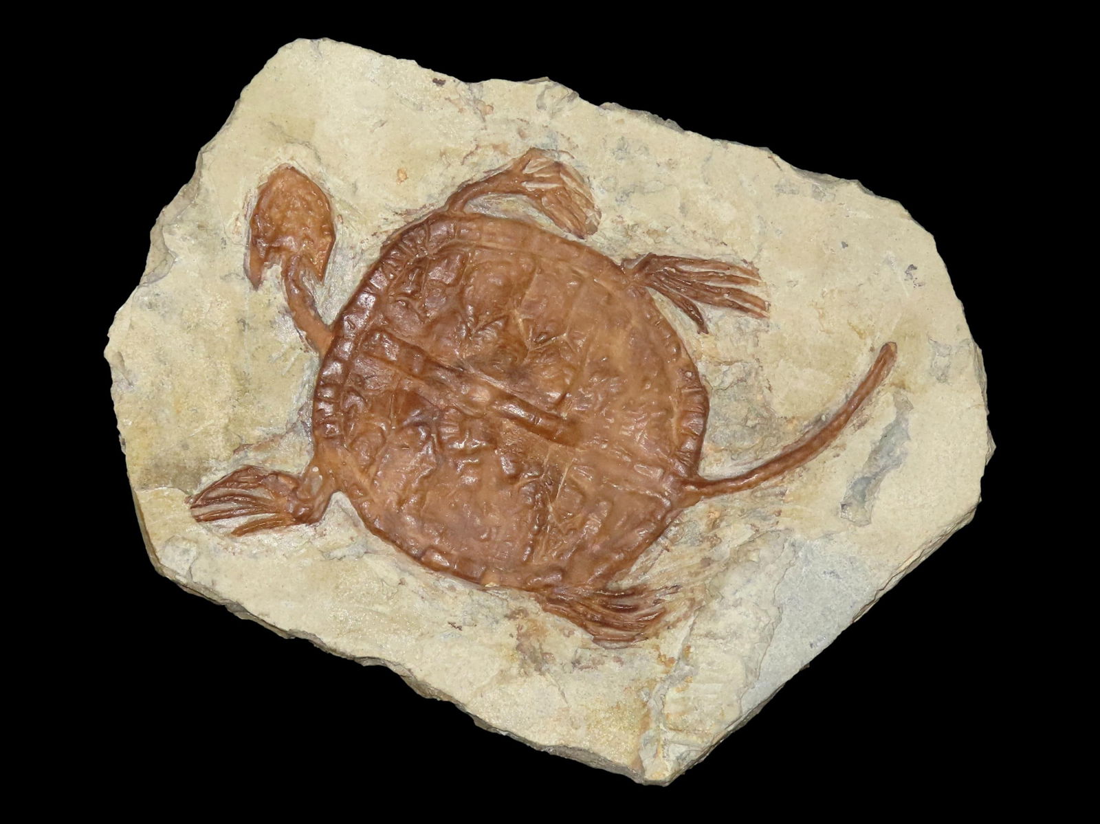 RARE TURTLE FOSSIL IN MATRIX, TRIASSIC AGE 50-250 MILLION YEARS OLD,  GREAT EXAMPLE, DINO AGE TURTLE (1 of 4)