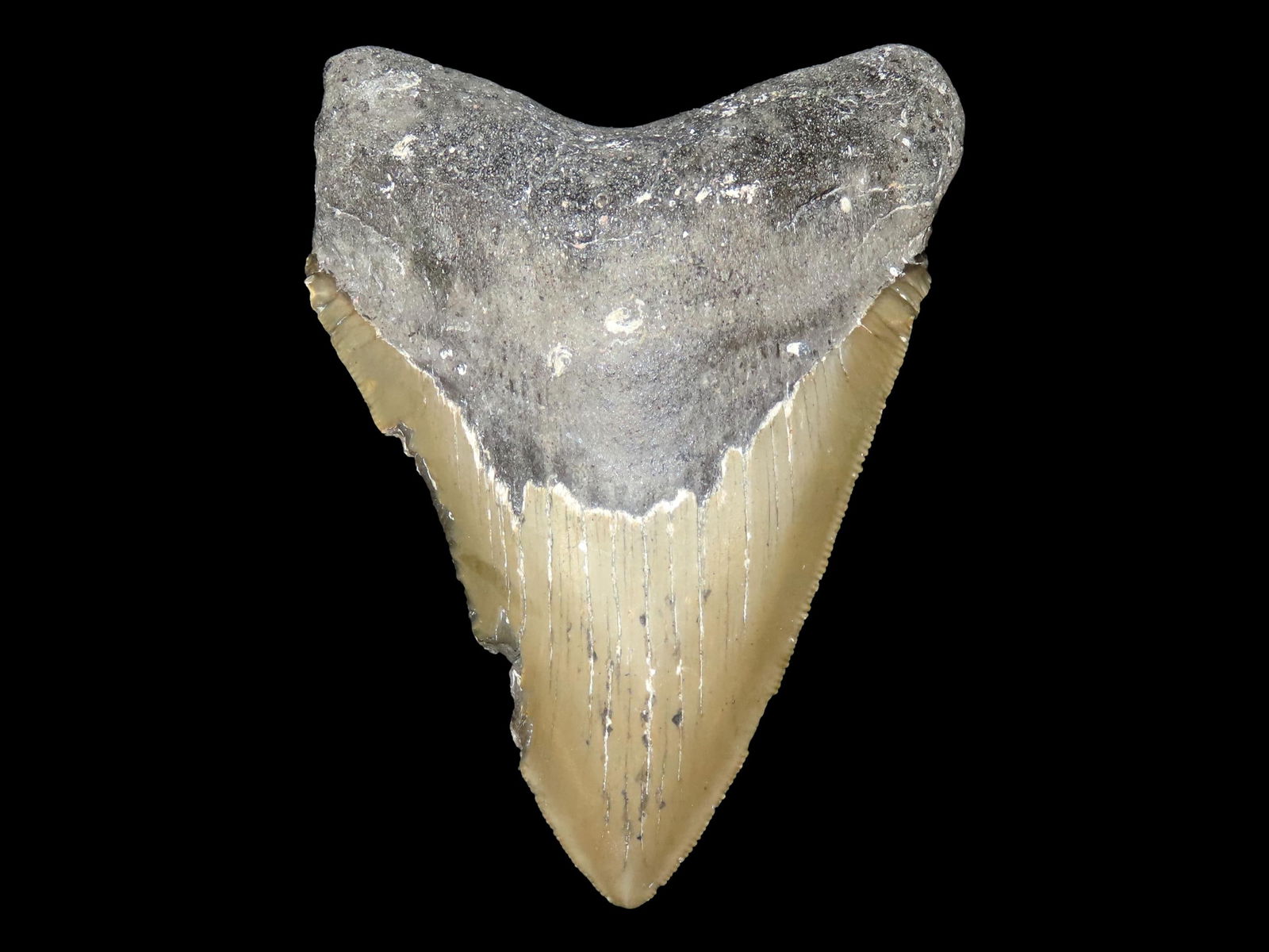 4 1/2" HUGE FOSSIL MEGALODON SHARK TOOTH FOUND IN SOUTH CAROLINA: 4 1/2" HUGE FOSSIL MEGALODON SHARK TOOTH FOUND IN SOUTH CAROLINA