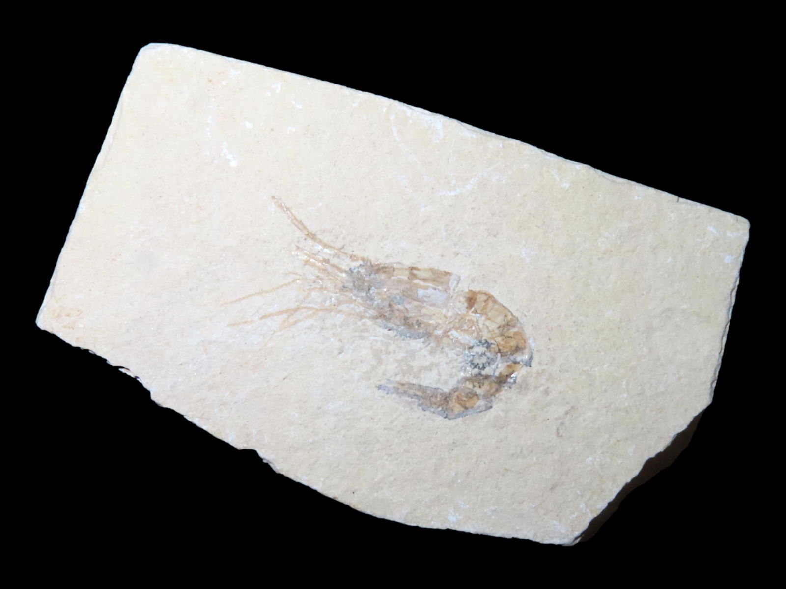 AMAZING SHRIMP FOSSIL FROM THE GREEN RIVER FORMATION, WYOMING, 50 MILLION YEARS OLD, VERY DETAILED: AMAZING SHRIMP FOSSIL FROM THE GREEN RIVER FORMATION, WYOMING, 50 MILLION YEARS OLD, VERY DETAILED EXAMPLE IN MATRIX