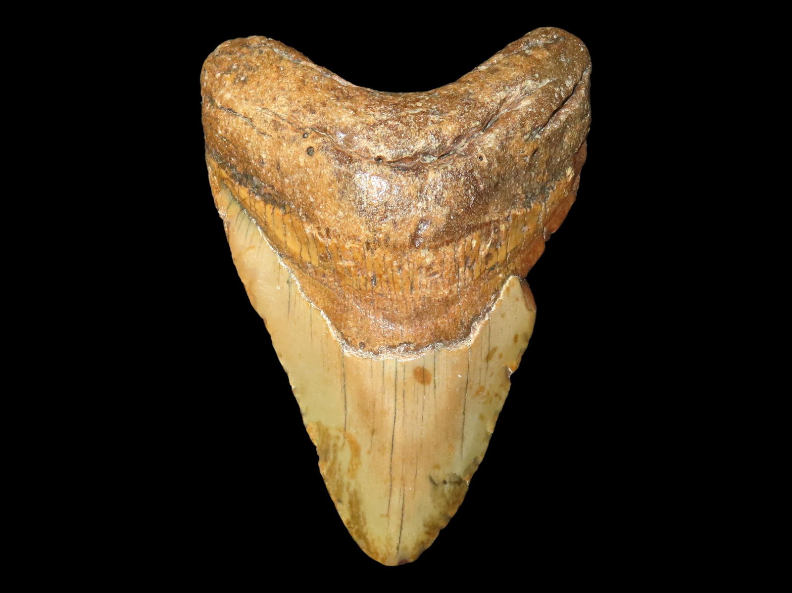 4 5/8" HUGE FOSSIL MEGALODON SHARK TOOTH FOUND IN SOUTH CAROLINA: 4 5/8" HUGE FOSSIL MEGALODON SHARK TOOTH FOUND IN SOUTH CAROLINA