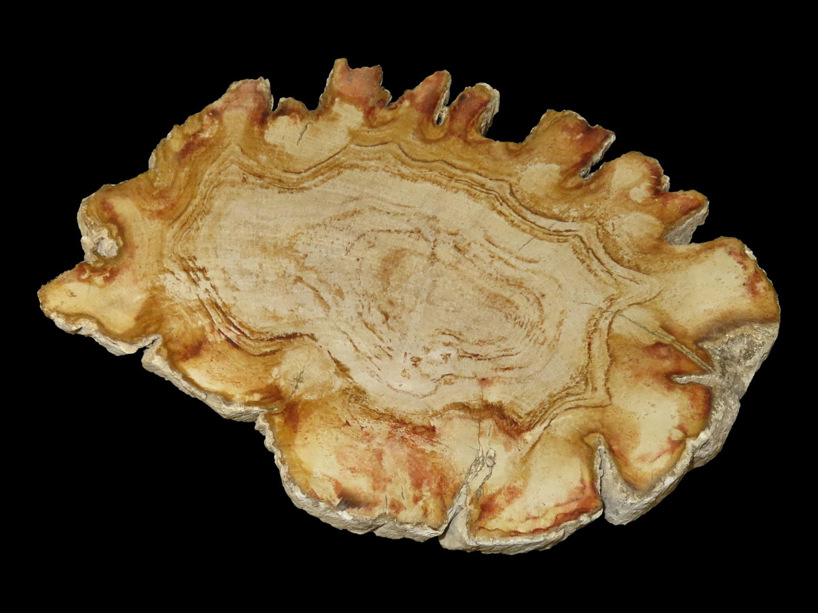 LARGE COLORFUL POLISHED SLAB OF PETRIFIED WOOD, POLISHED ON BOTH SIDES, 8 1/8" WIDE BY 5/8" THICK, (1 of 4)