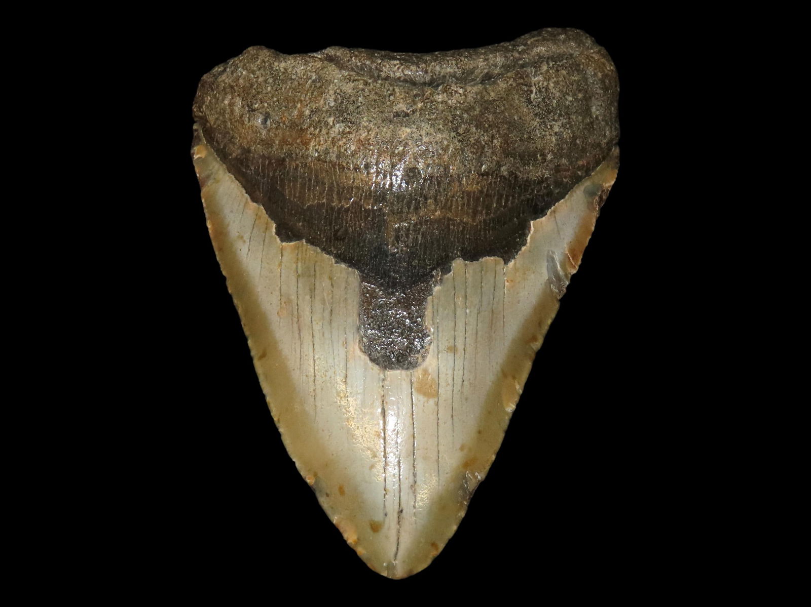 4 3/4" HUGE FOSSIL MEGALODON SHARK TOOTH FOUND IN SOUTH CAROLINA: 4 3/4" HUGE FOSSIL MEGALODON SHARK TOOTH FOUND IN SOUTH CAROLINA