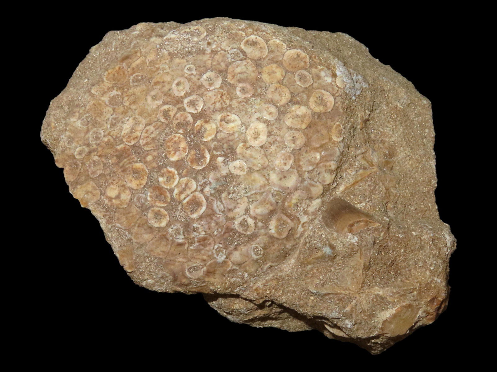 DINOSAUR ERA SKIN / SCALES FOSSIL IN MATRIX FROM MOROCCO, PALEOCENE TO MIOCENE ARE, 66 MILLION TO 5: DINOSAUR ERA SKIN / SCALES FOSSIL IN MATRIX FROM MOROCCO, PALEOCENE TO MIOCENE ARE, 66 MILLION TO 5 MILLION YEARS OLD