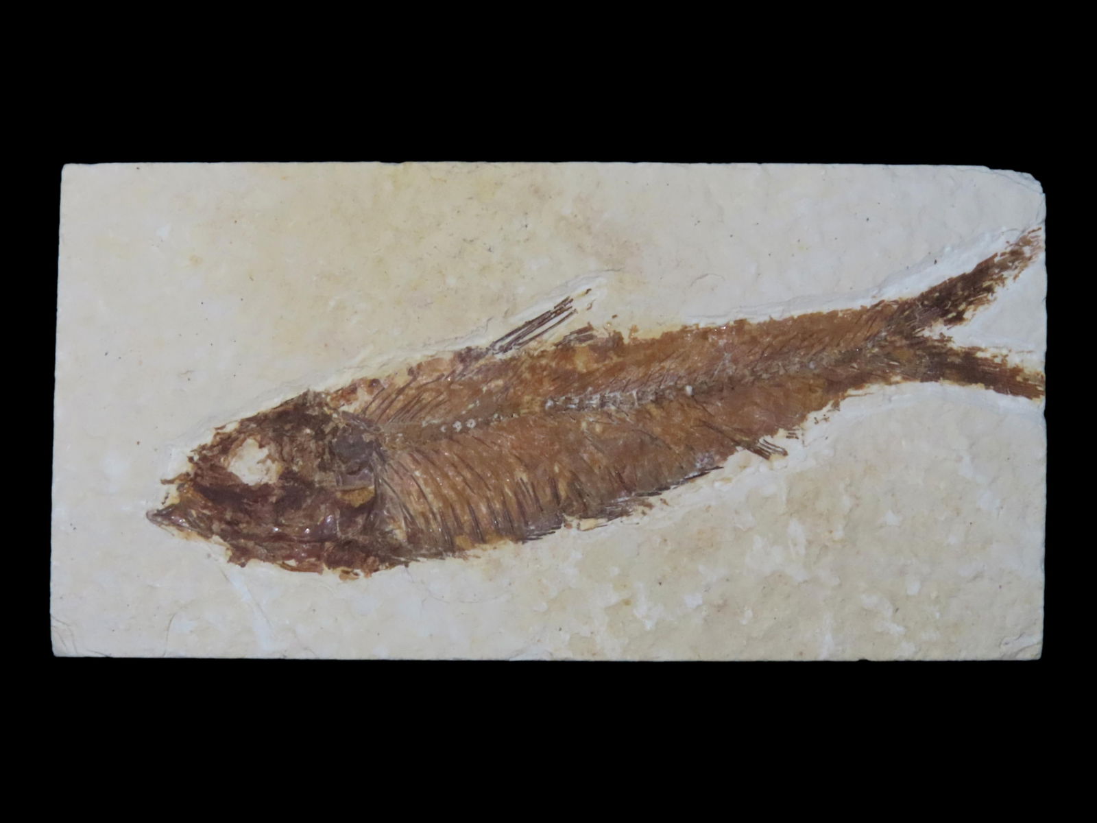 INCREDIBLE FISH FOSSIL FROM THE GREEN RIVER FORMATION IN WYOMING, 50 MILLION YEAR OLD FOSSILS, GREAT: INCREDIBLE FISH FOSSIL FROM THE GREEN RIVER FORMATION IN WYOMING, 50 MILLION YEAR OLD FOSSILS, GREAT DETAILED EXAMPLE