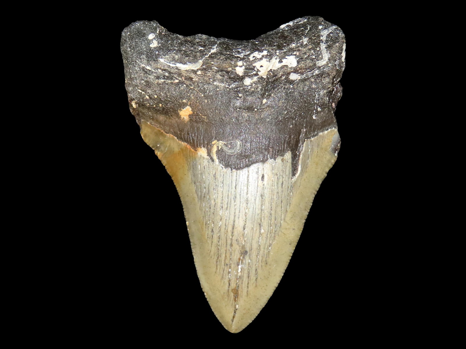 4" HUGE FOSSIL MEGALODON SHARK TOOTH FOUND IN SOUTH CAROLINA: 4" HUGE FOSSIL MEGALODON SHARK TOOTH FOUND IN SOUTH CAROLINA