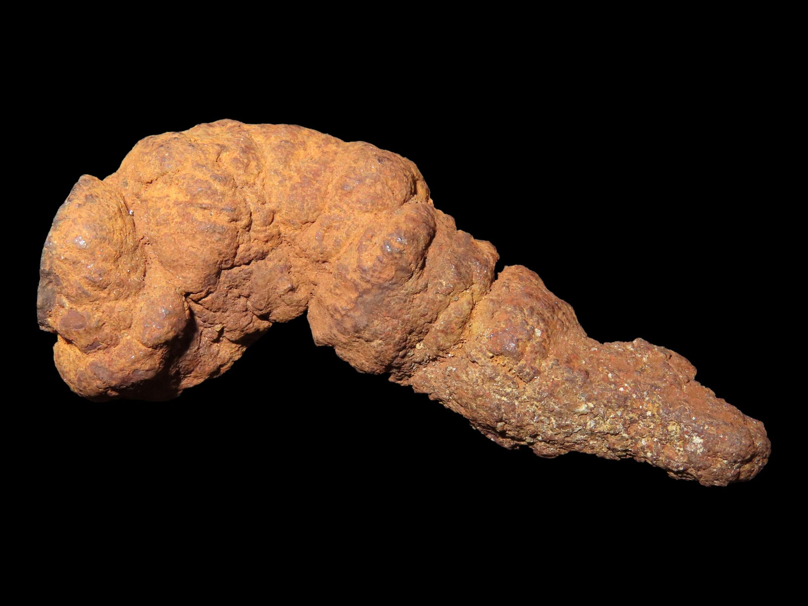 DINOSAUR POOP FOSSIL, COPROLITE, APPROXIMATELY 100 MILLION YEARS OLD, FOSSILIZED DINO DUNG, GREAT: DINOSAUR POOP FOSSIL, COPROLITE, APPROXIMATELY 100 MILLION YEARS OLD, FOSSILIZED DINO DUNG, GREAT EXAMPLE