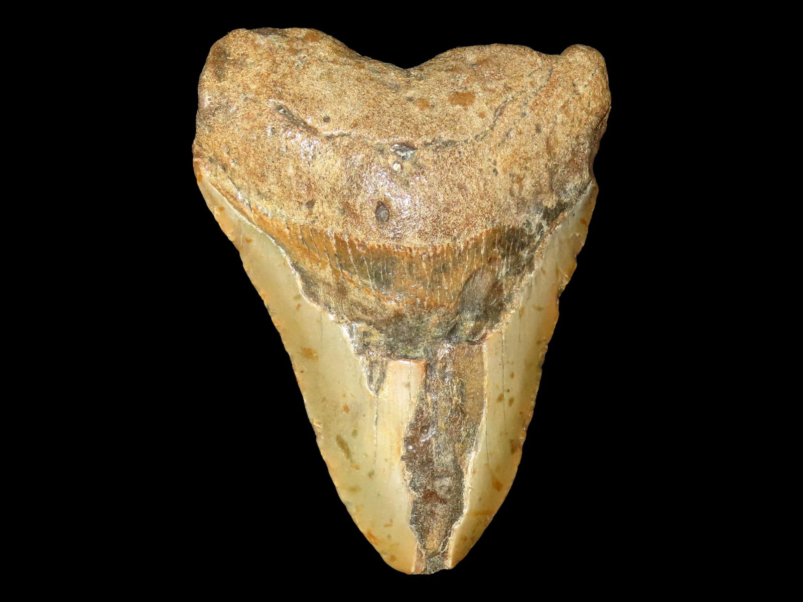 4 3/8" HUGE FOSSIL MEGALODON SHARK TOOTH FOUND IN SOUTH CAROLINA: 4 3/8" HUGE FOSSIL MEGALODON SHARK TOOTH FOUND IN SOUTH CAROLINA