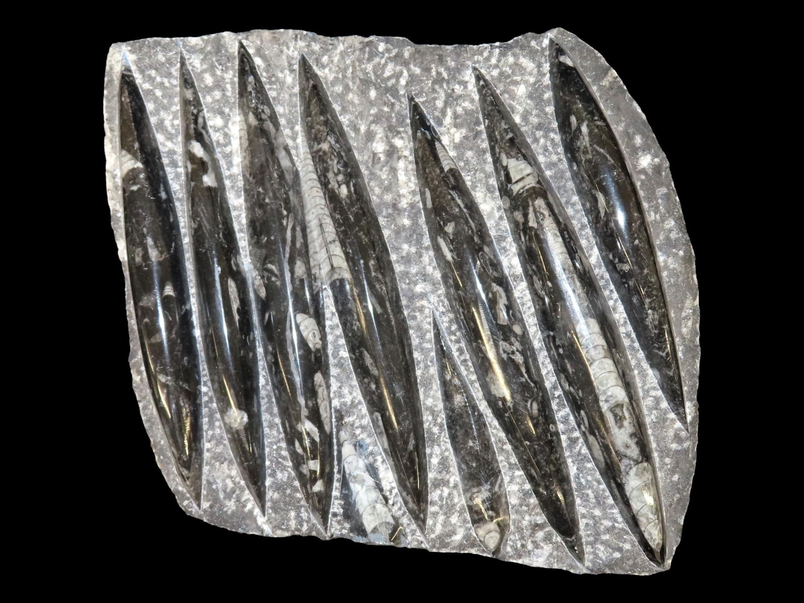 LARGE 13 1/2" POLISHED ORTHOCERAS FOSSIL PLATE, GREAT DISPLAY SPECIMEN, 200-500 MILLION YEAR OLD (1 of 4)