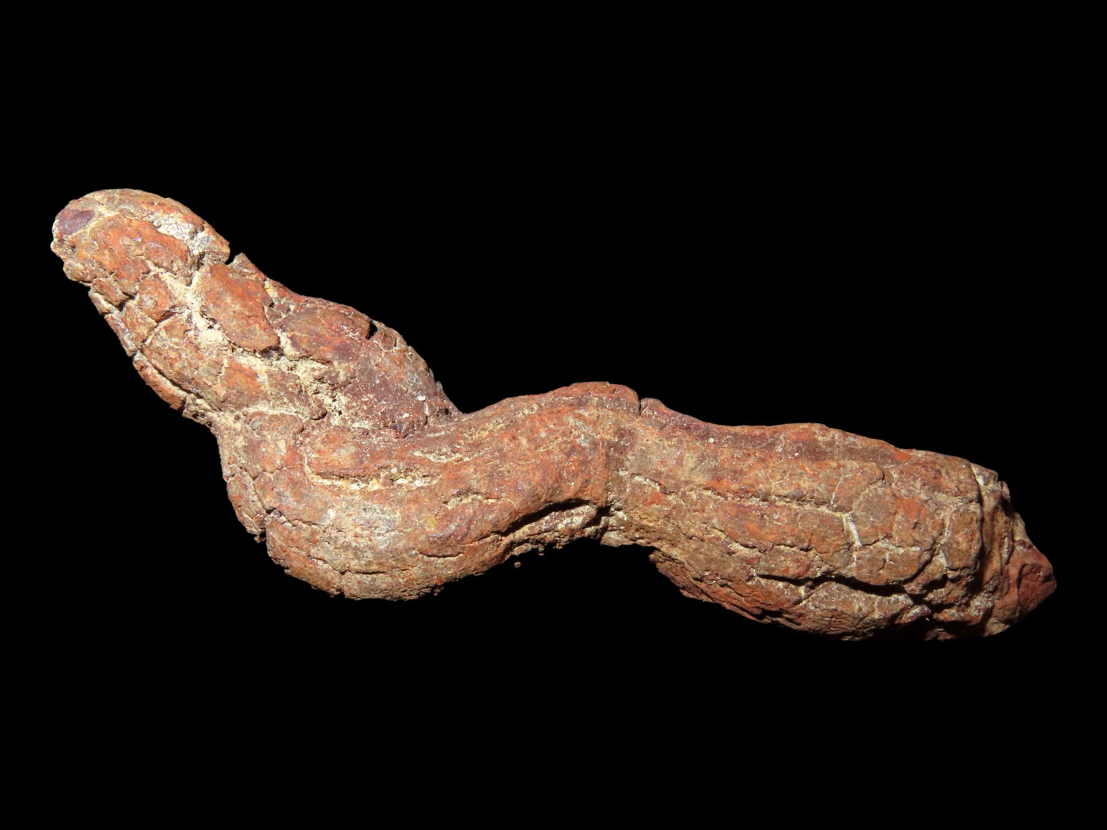 DINOSAUR POOP FOSSIL, COPROLITE, APPROXIMATELY 100 MILLION YEARS OLD, FOSSILIZED DINO DUNG, GREAT (1 of 4)