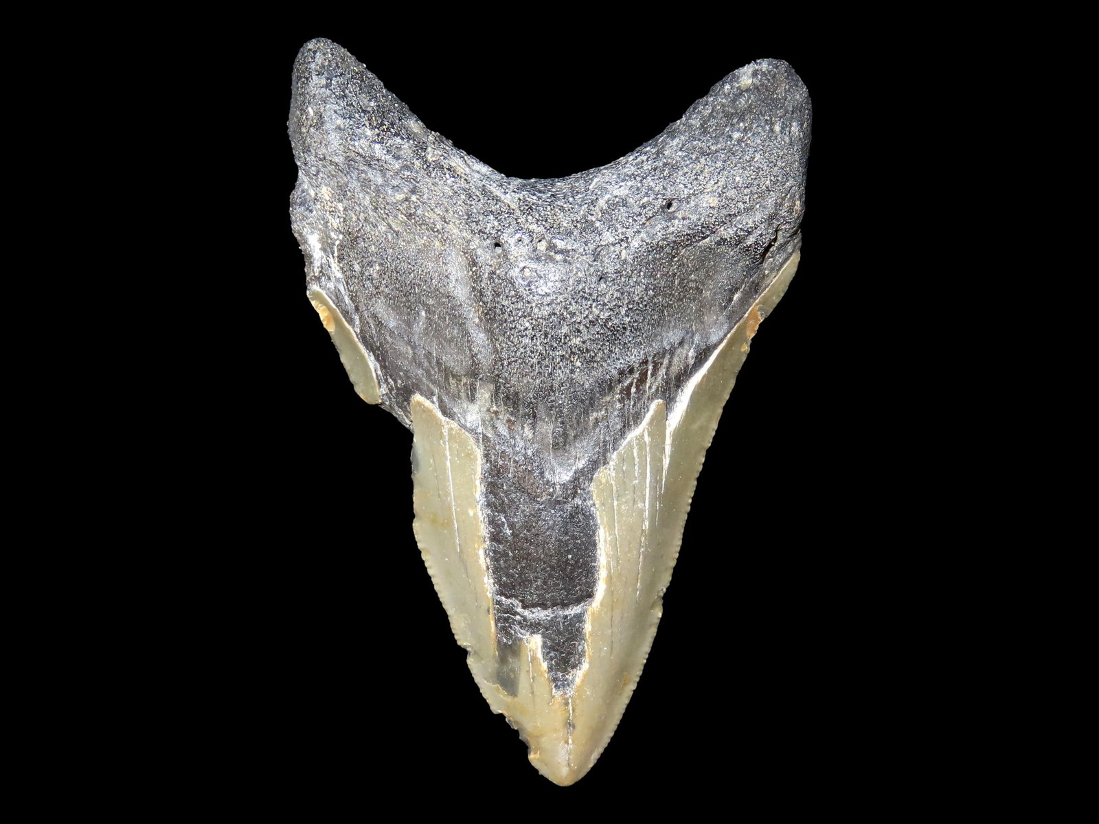 3 5/8" FOSSIL MEGALODON SHARK TOOTH FOUND IN SOUTH CAROLINA: 3 5/8" FOSSIL MEGALODON SHARK TOOTH FOUND IN SOUTH CAROLINA