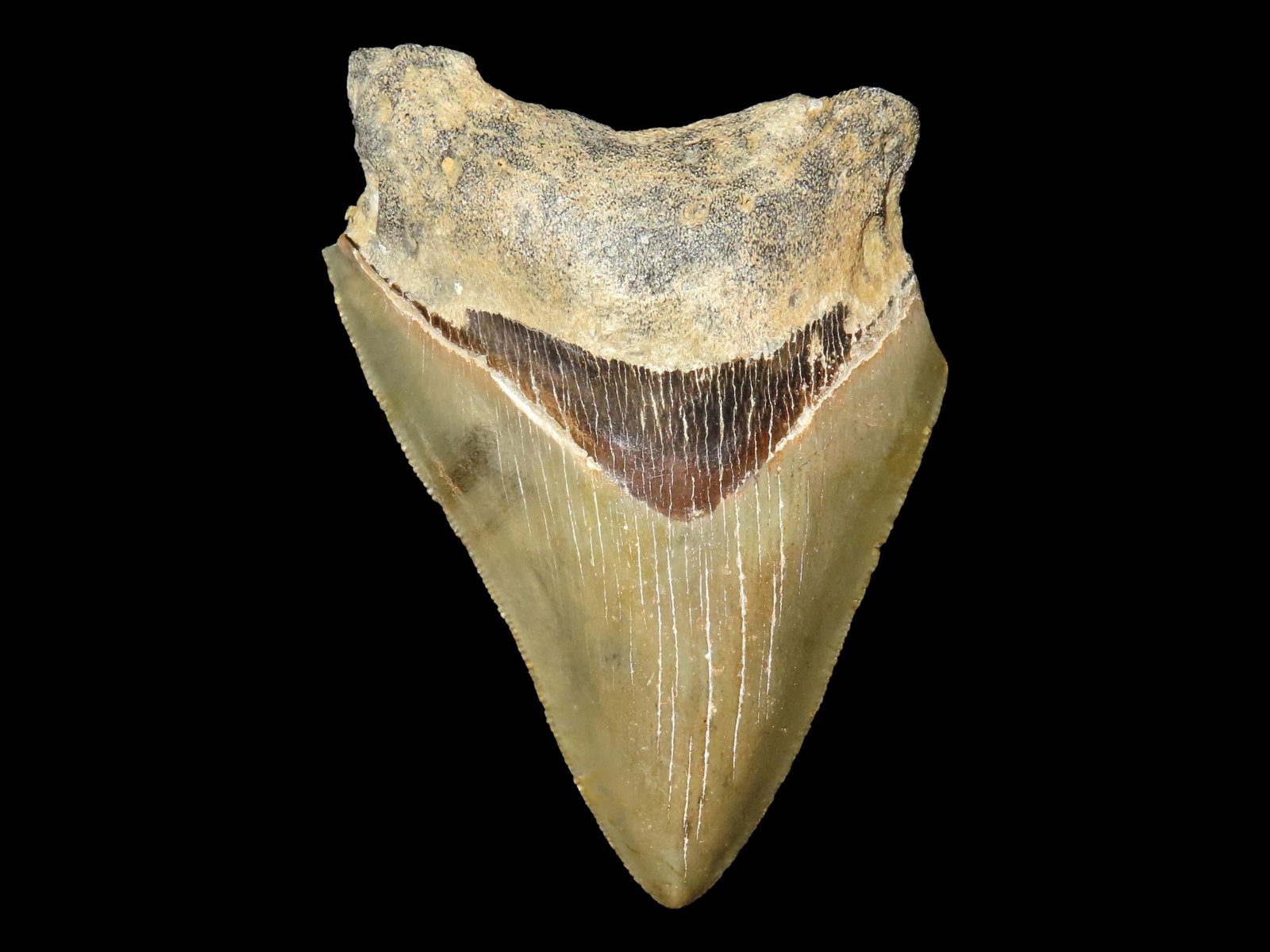 3 5/8" FOSSIL MEGALODON SHARK TOOTH FOUND IN SOUTH CAROLINA: 3 5/8" FOSSIL MEGALODON SHARK TOOTH FOUND IN SOUTH CAROLINA